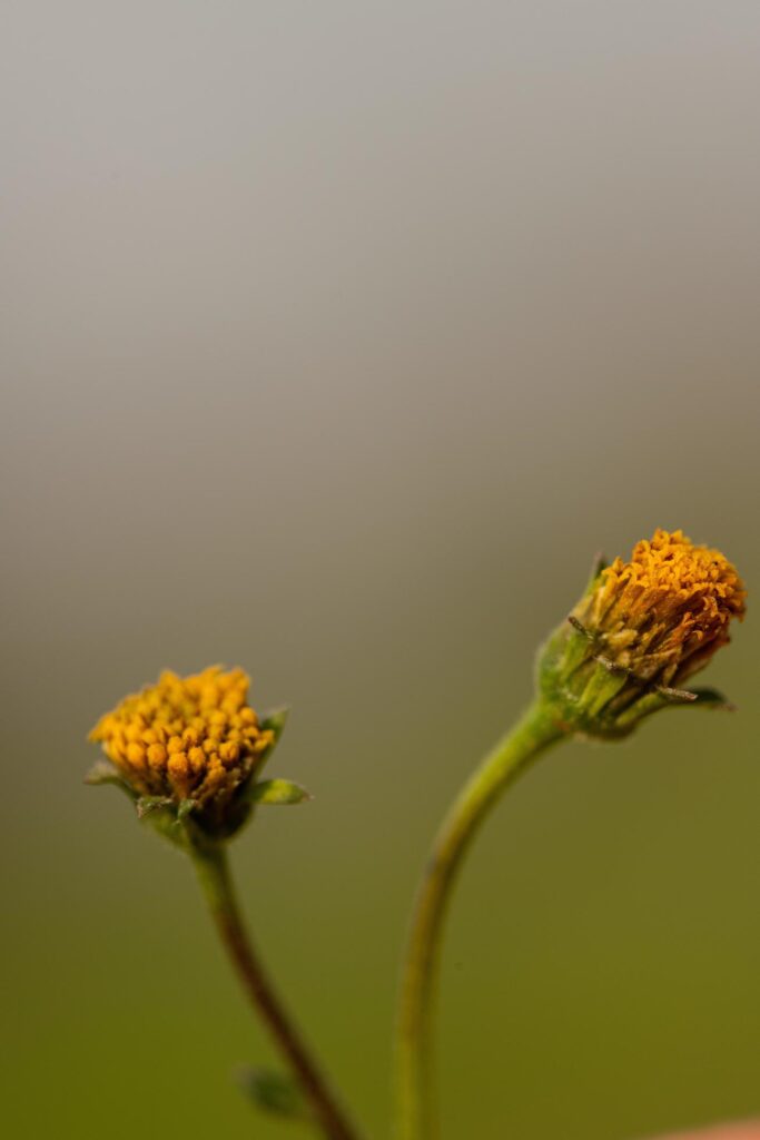 Two orange flowers close-up Stock Free