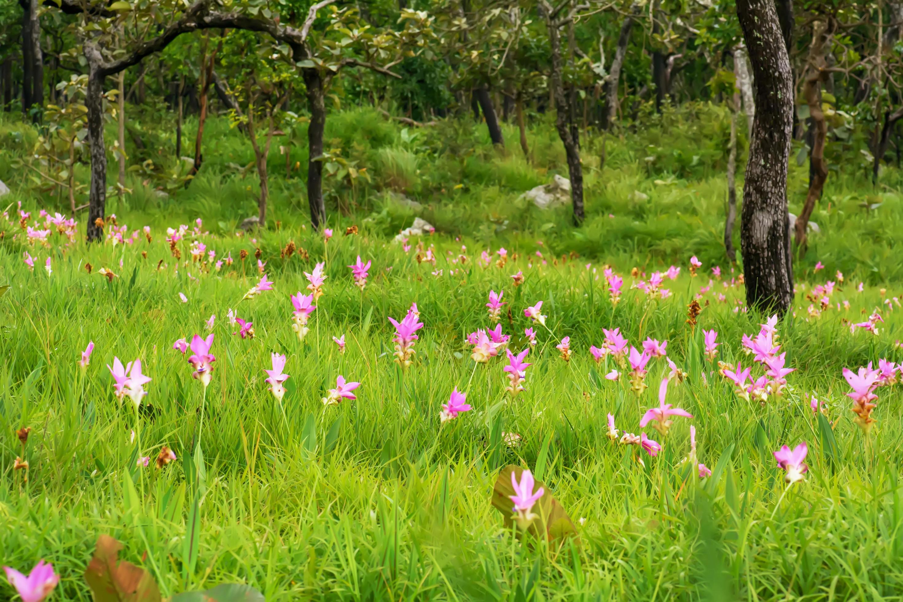 The siam tulip on a nature background. Bloom during the rainy season. Stock Free