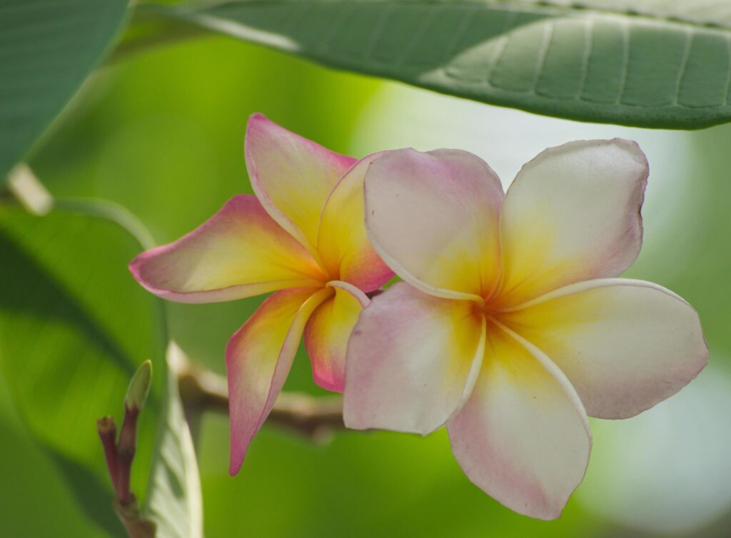 Close-up shot of flower front garden and backyard outdoor in the house area background and texture. Stock Free