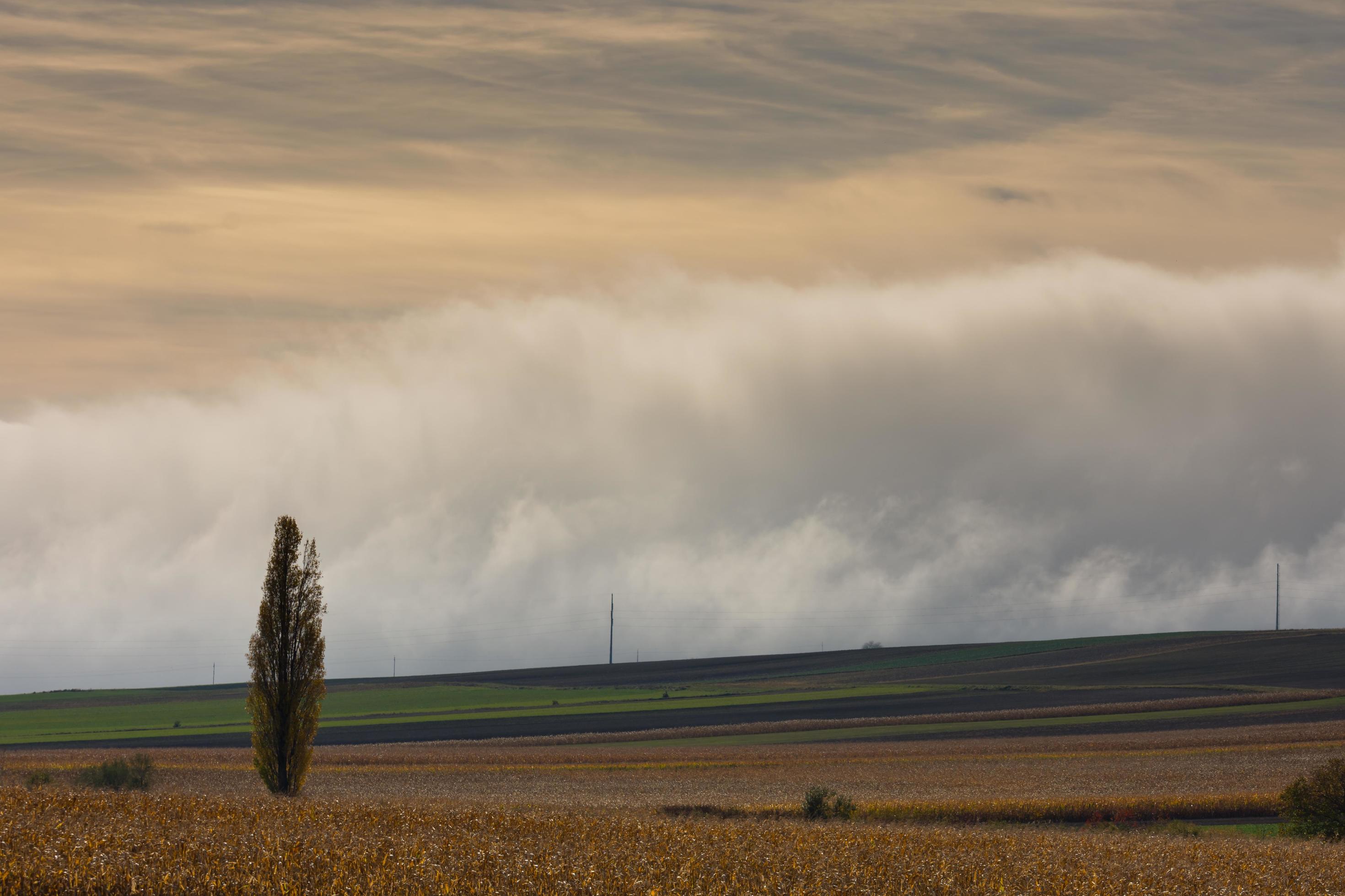 single tree and fields with a dense wall of white fog on the ground in the nature Stock Free