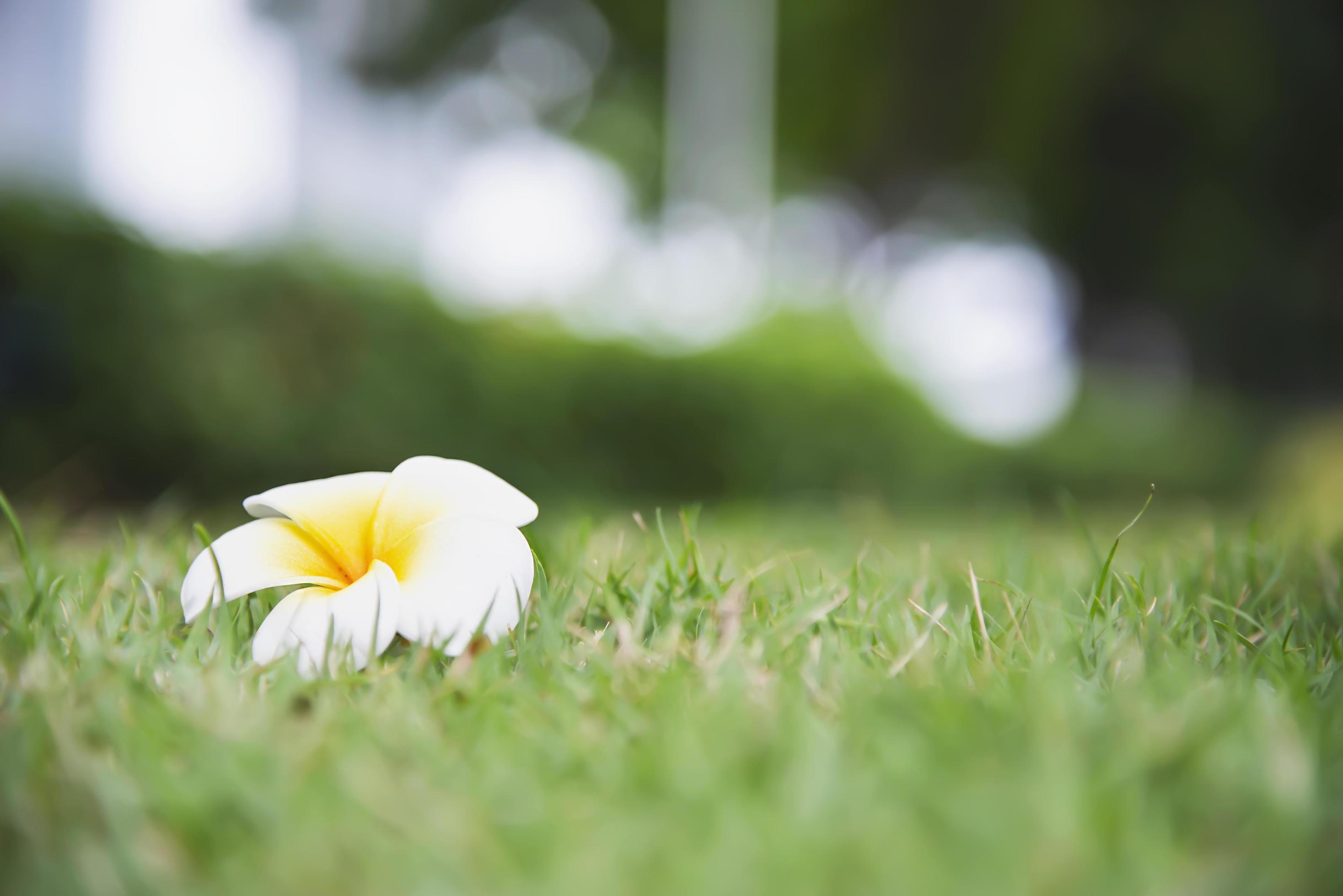 Plumeria flower on green grass ground – beautiful nature background concept Stock Free