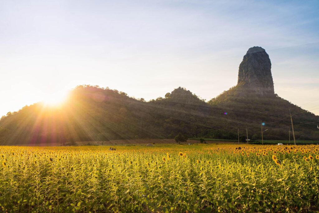 At sunset, a summer sunflower meadow in Lopburi, Thailand, with a mountain background. Stock Free