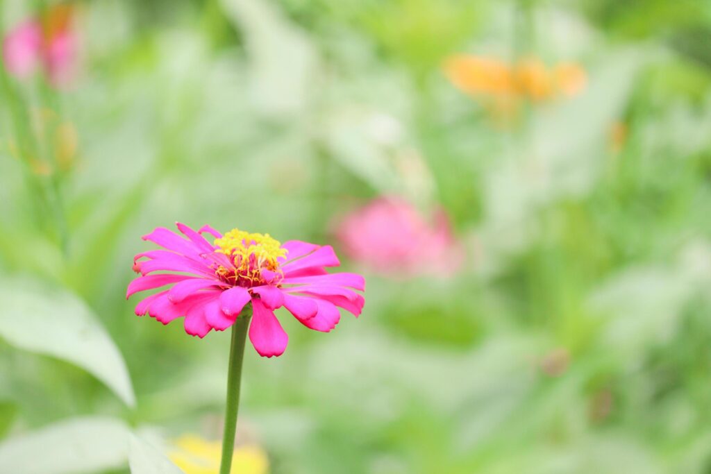 Beautiful bright purple pink zinnia blooming in summer flower field garden. Stock Free