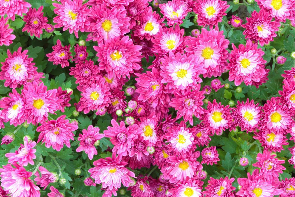 aster flowers background Stock Free