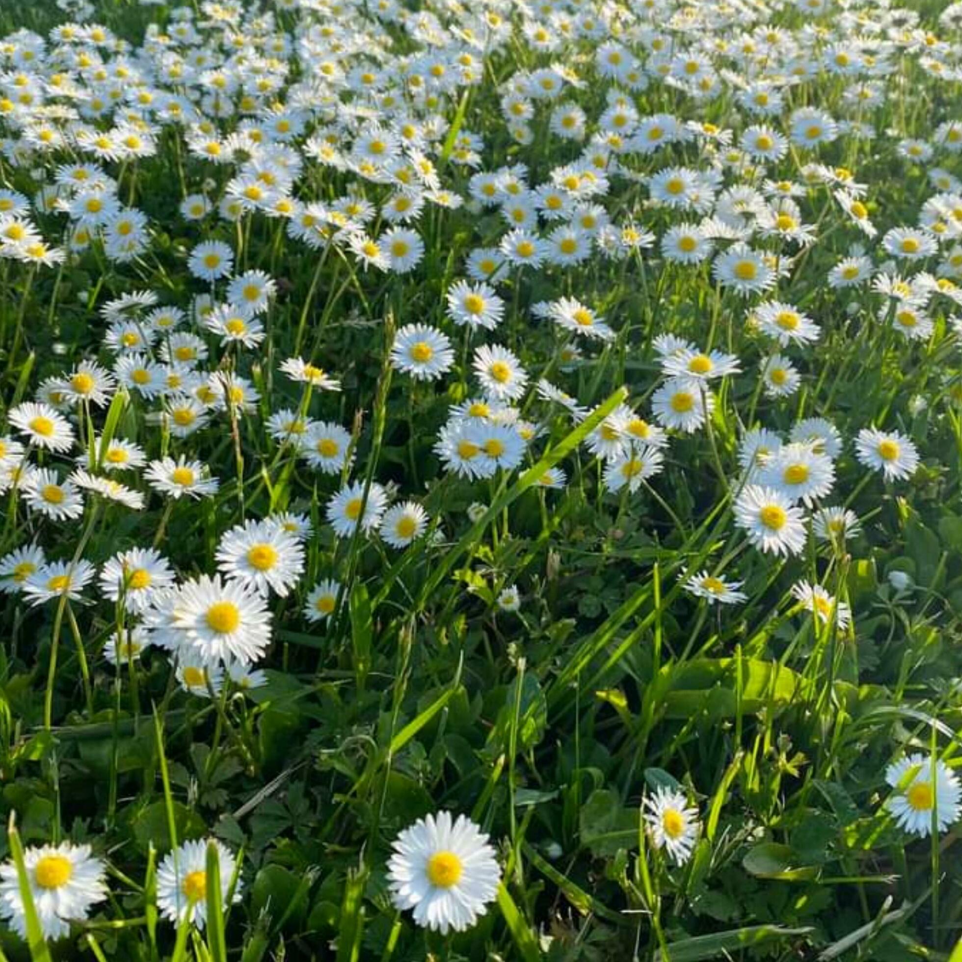 Beautiful blooming flower in the garden Stock Free