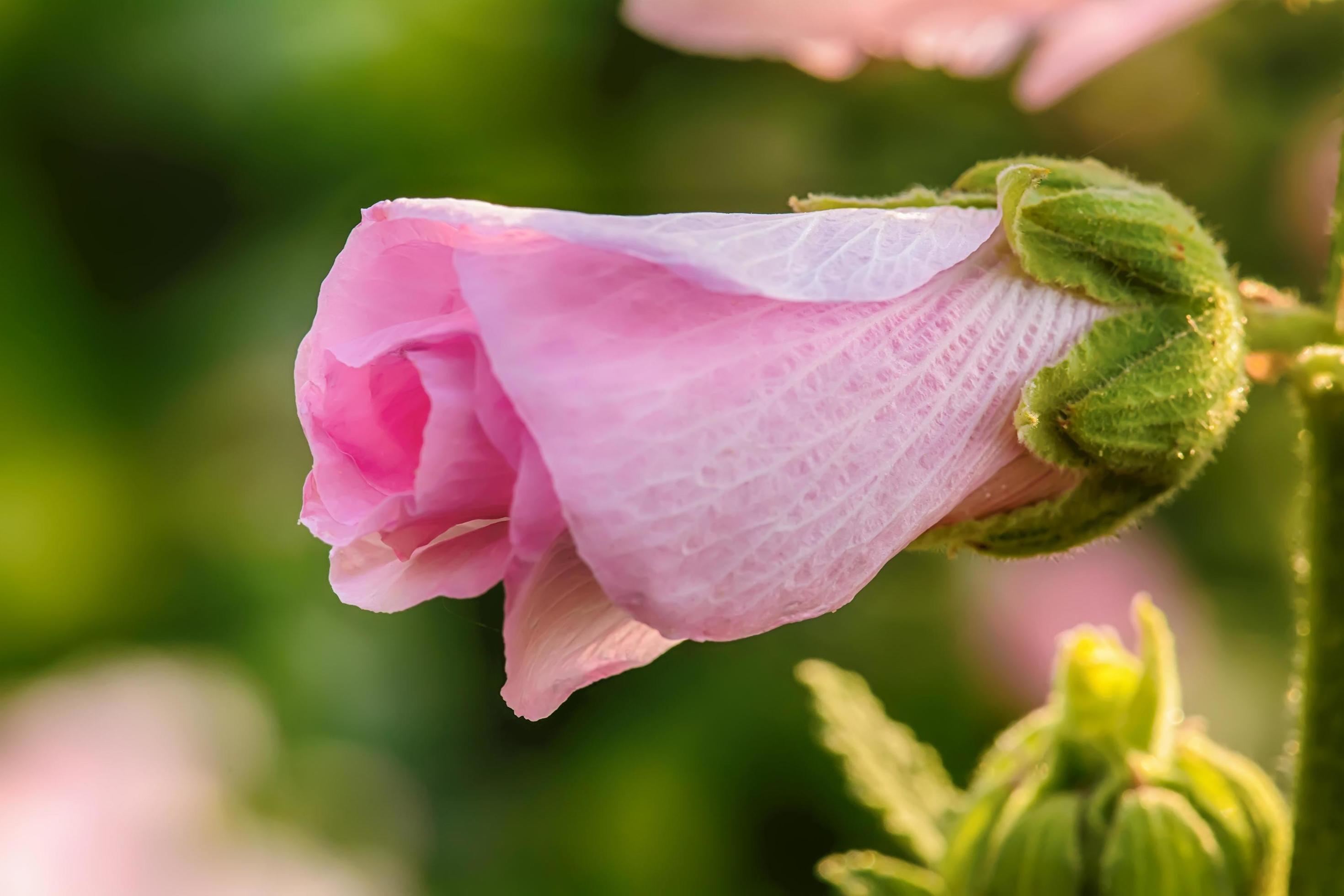 Hollyhock flower is many colors and beautiful in the garden. Stock Free