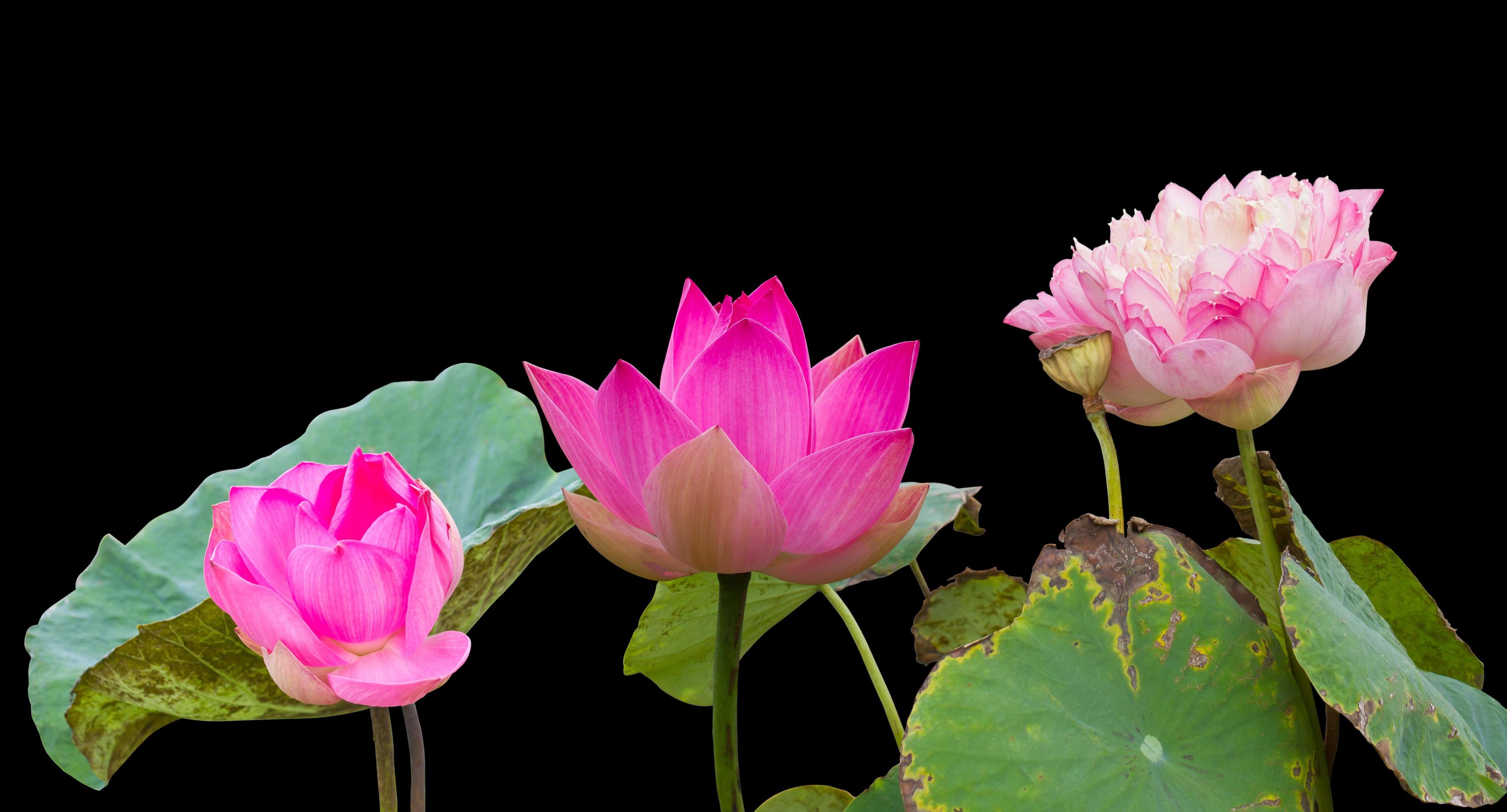 Three pink lotus flowers wilt. Stock Free