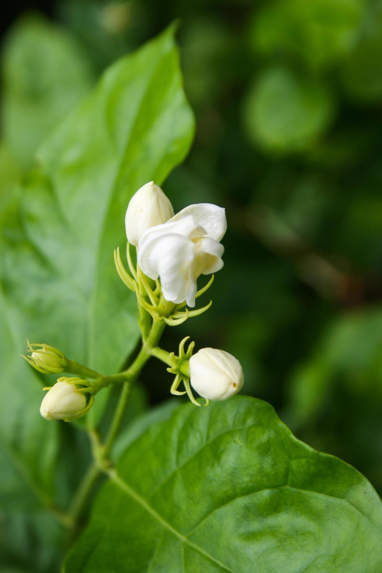 Jasmine flowers, white flowers, native plants of Thailand. Stock Free