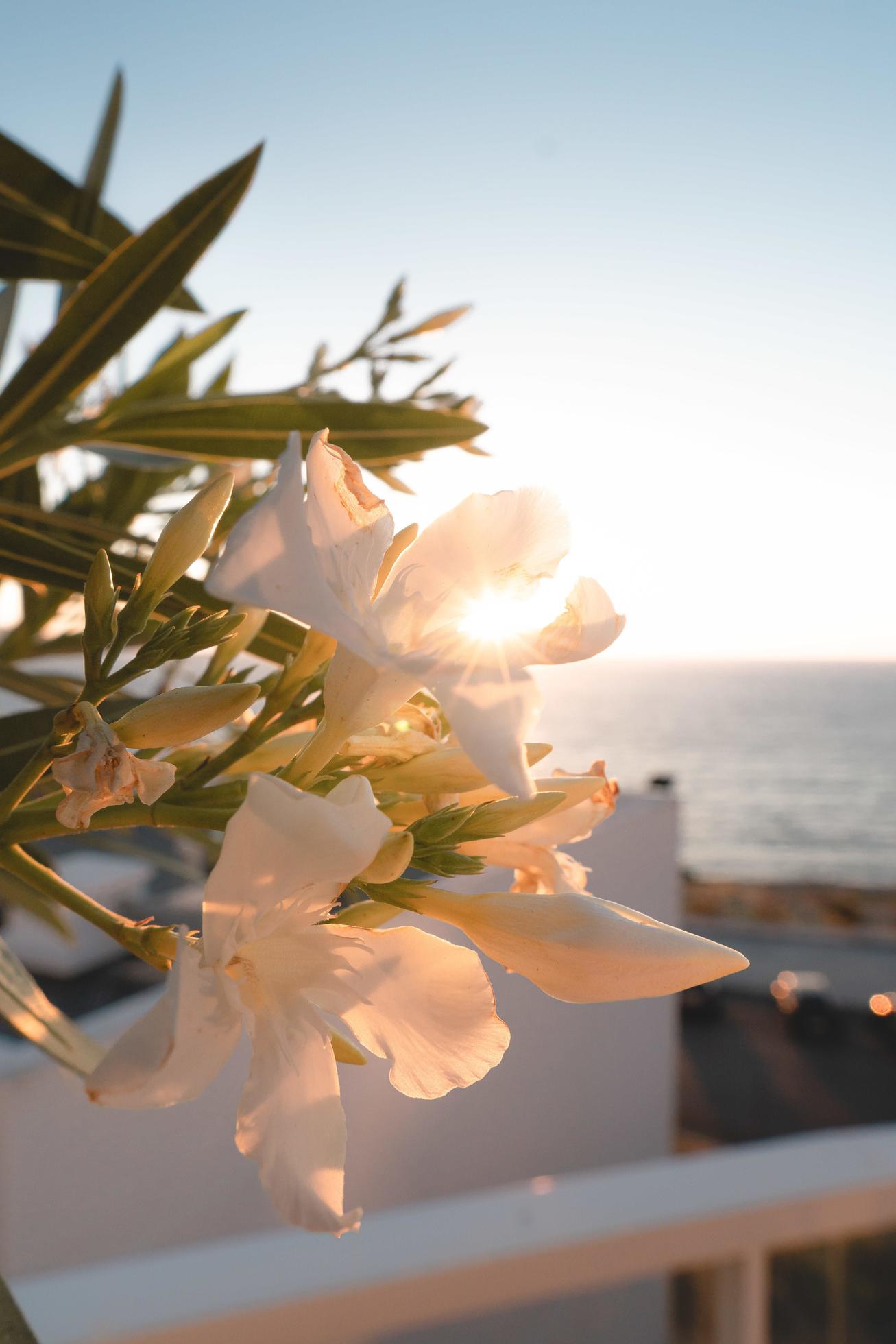 White flowers with leaves Stock Free