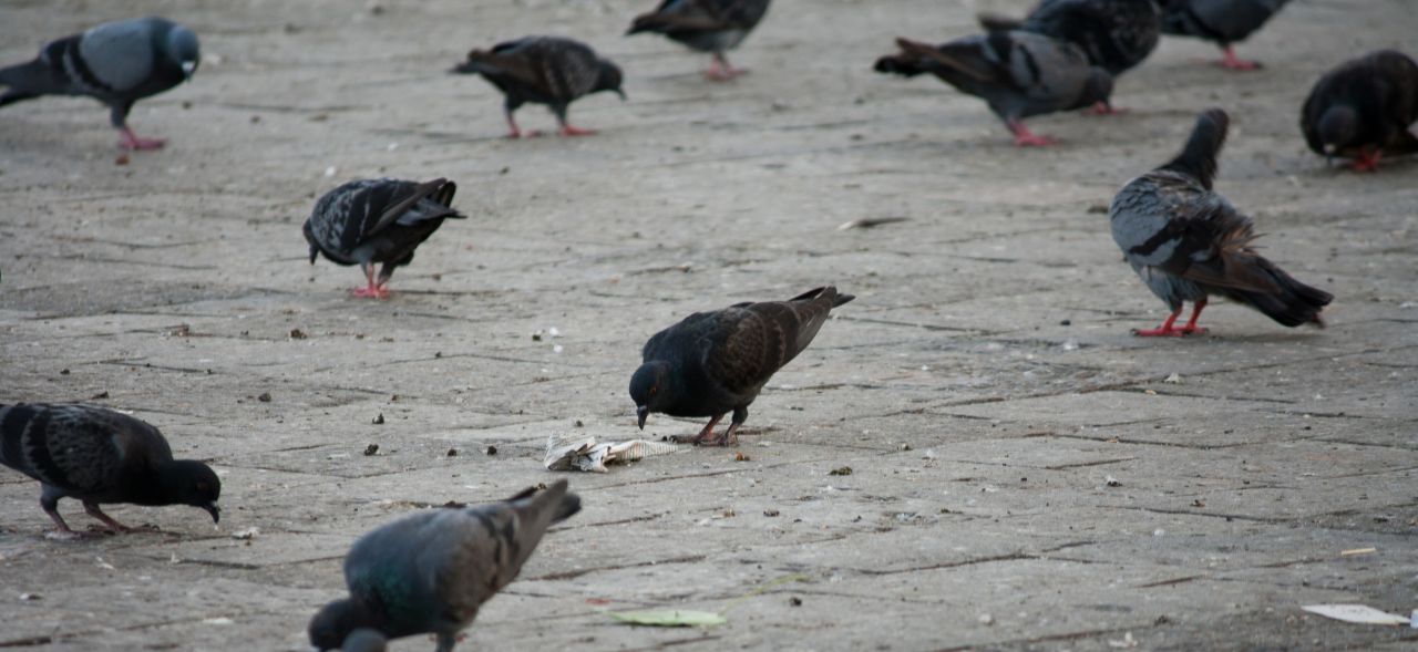 Pigeons Grains Eating Stock Free