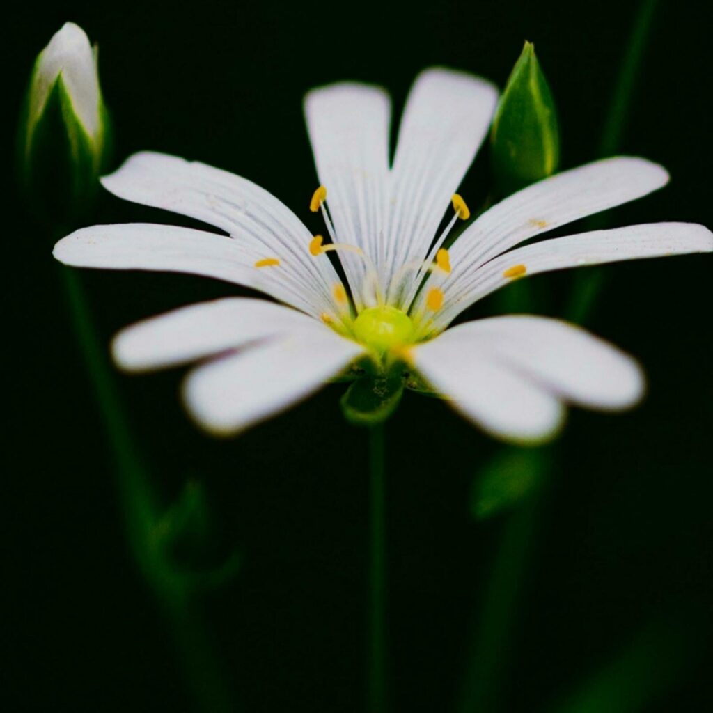 Blooming flower in nature Stock Free