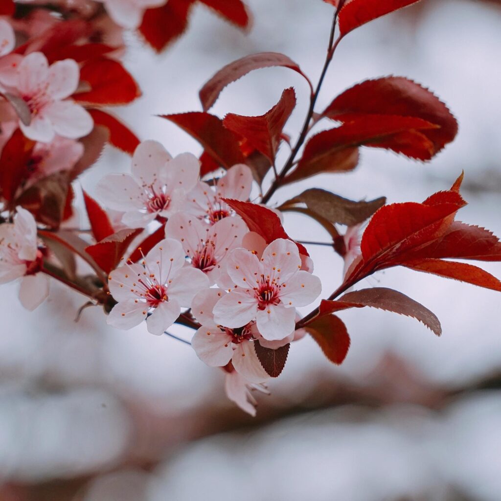 Pink flower plant in nature in the spring season Stock Free