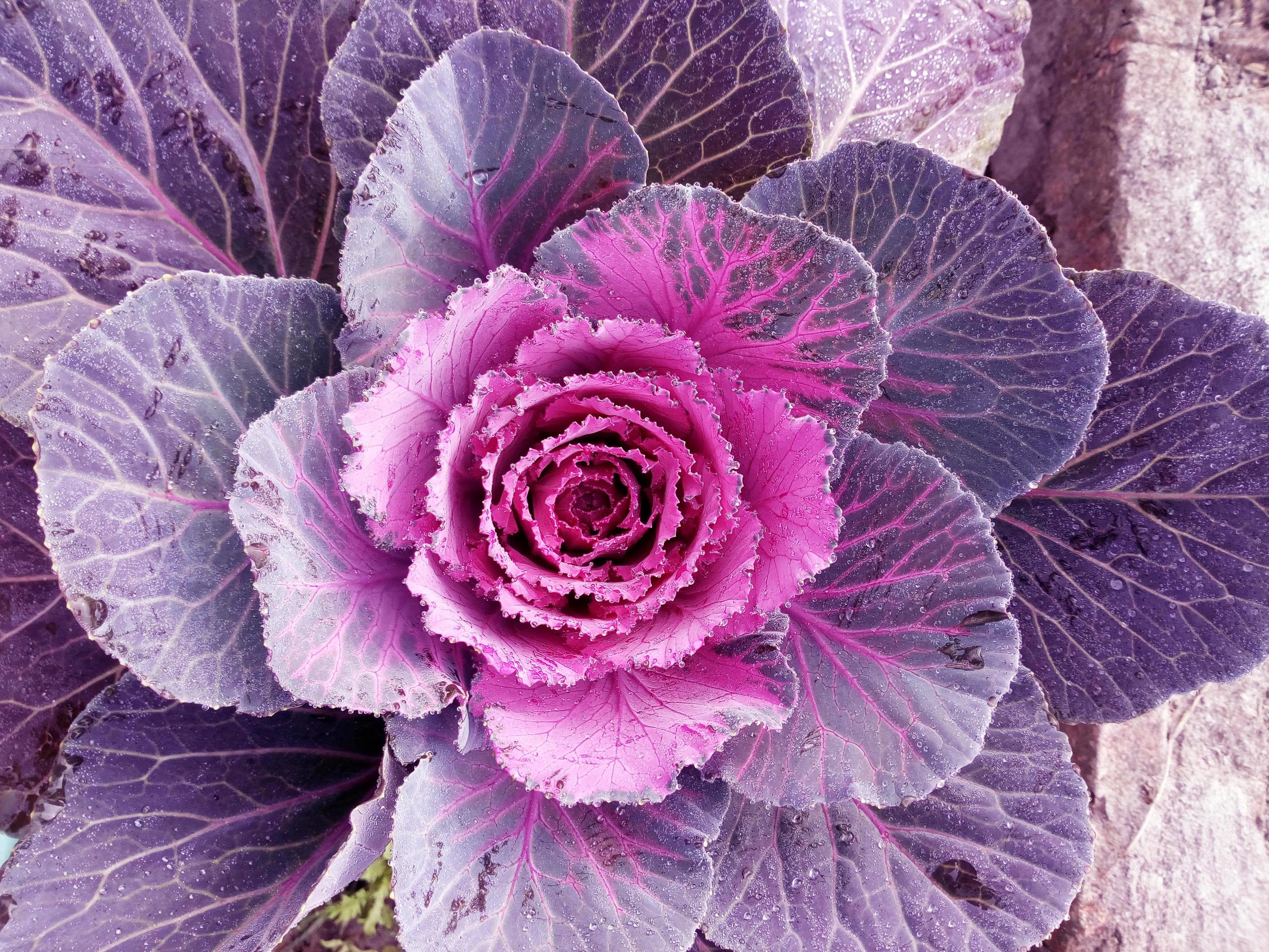 Cabbage Flower. Purple Cauliflower. Brassica Oleracea. Violet Cabbage vegetables vegetarian and vegan food. Stock Free