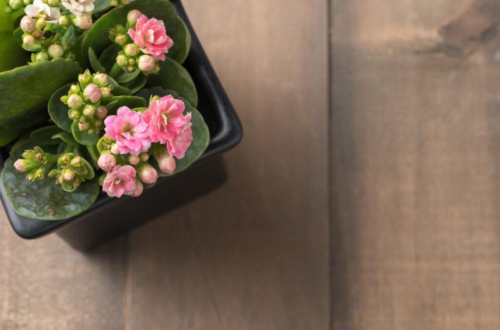 beautiful pink Kalanchoe or Flaming Katy flower in small pot Stock Free