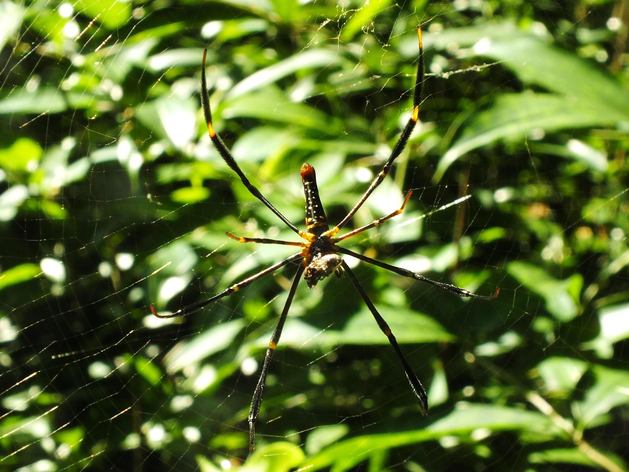 Spider in the cobweb with natural green forest background. A large spider waits patiently in its web for some prey Stock Free