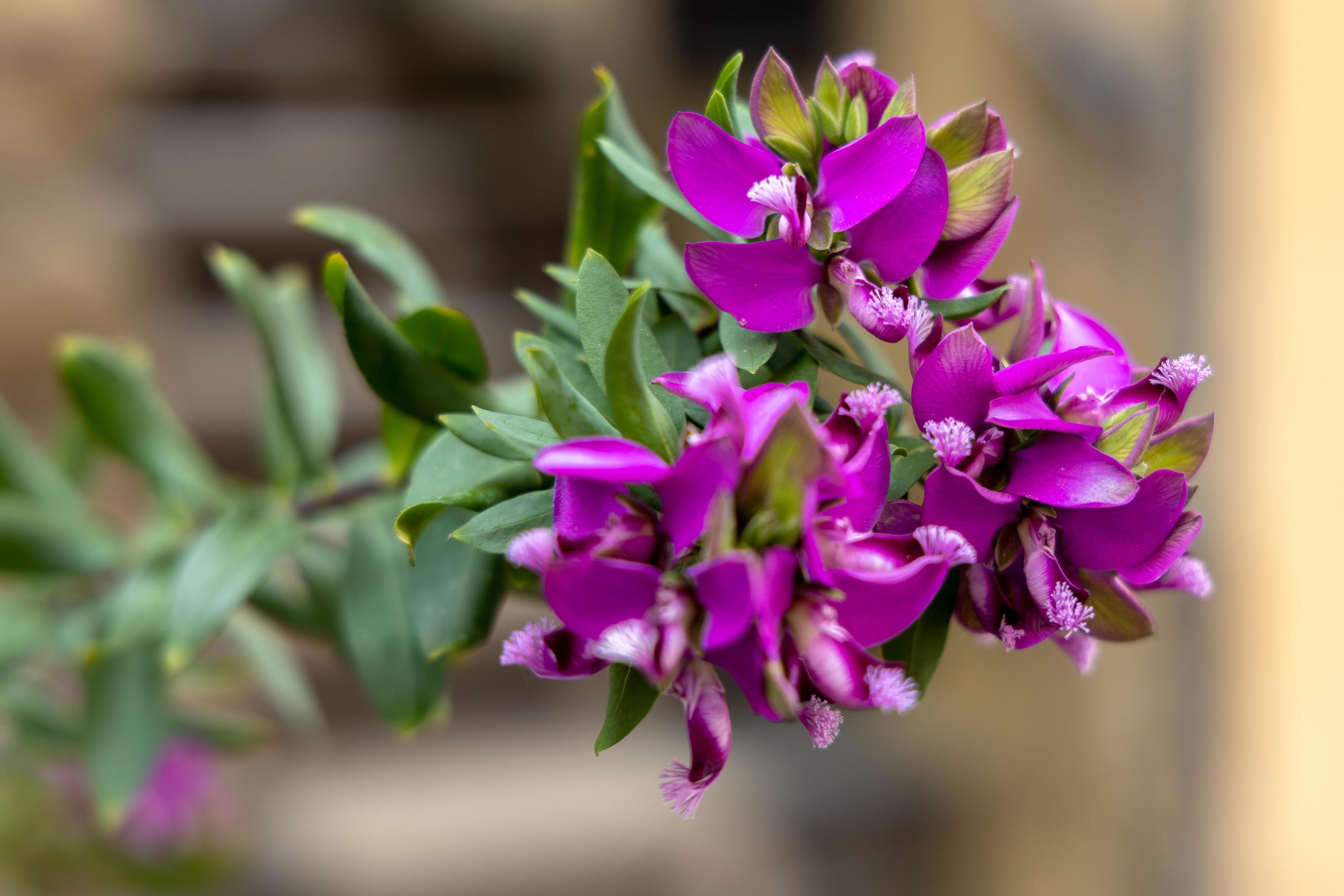 Polygala Myrtifolia or the myrtle-leaf milkwort flowering in Monterosso Liguria Italy Stock Free