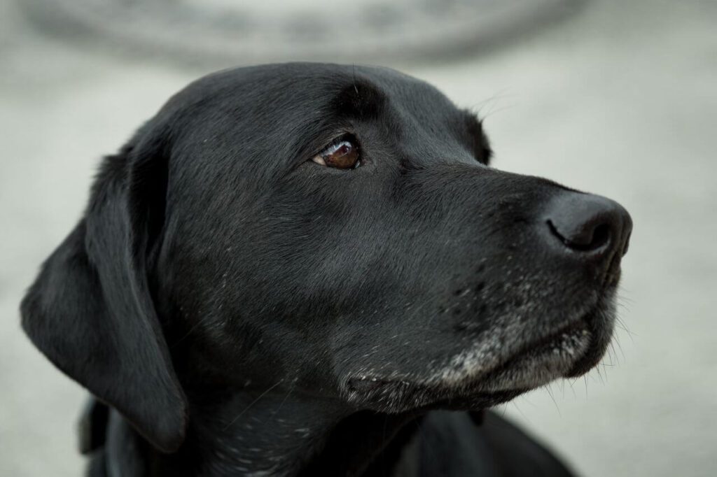 Closeup Sad Black Dog Stock Free