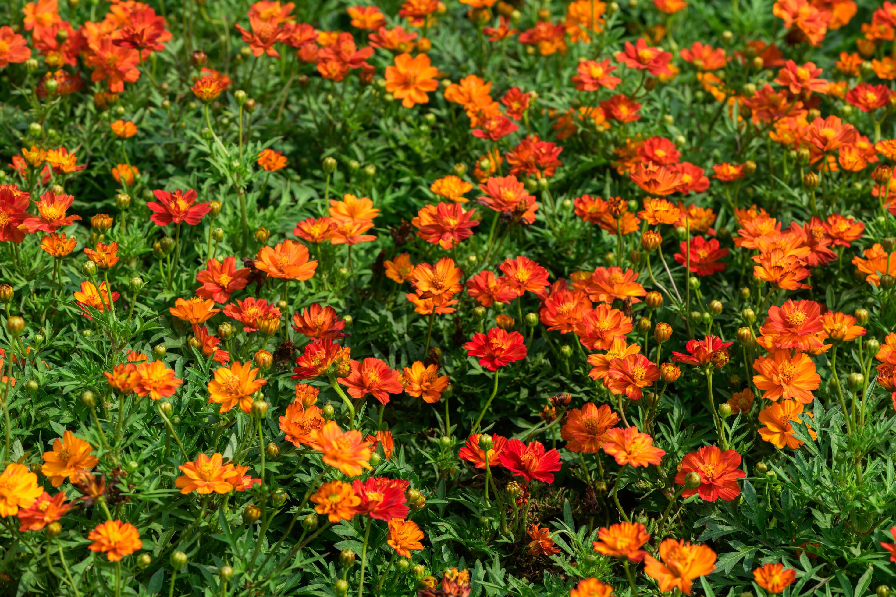 Sulfur Cosmos or orange Cosmos flower blomming in garden. flower background Stock Free