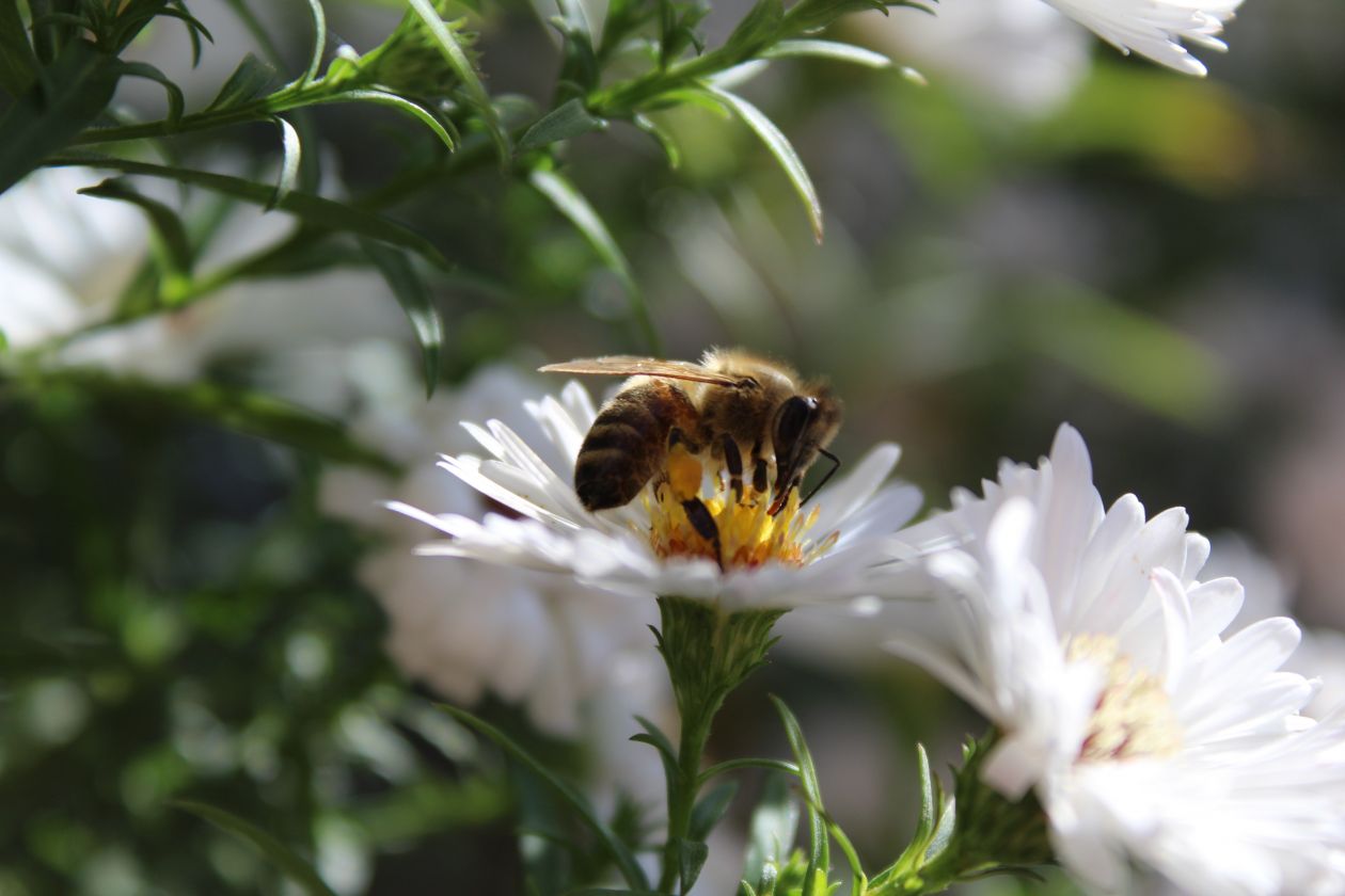 Butterfly Pollinating on Flower Stock Free