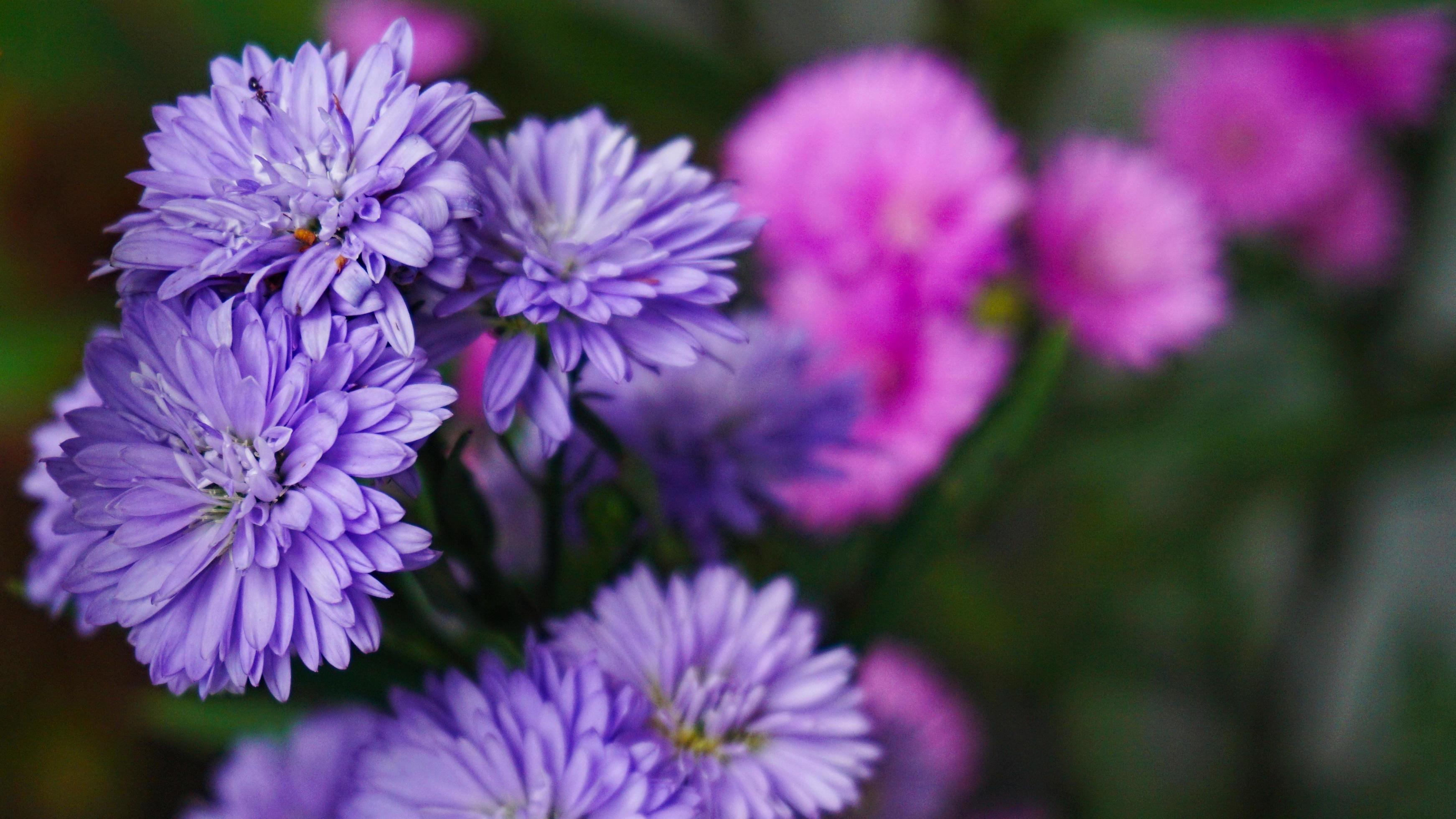 Multicolored cultivated flowers Marguerite daisy close-up on agricultural field Stock Free