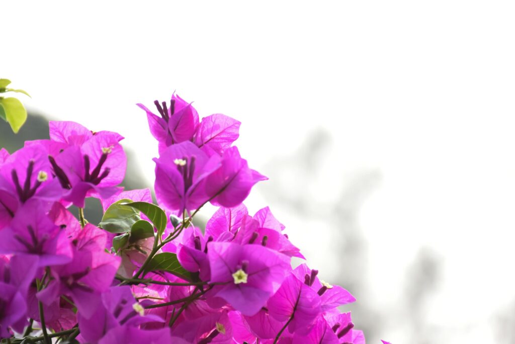 Bougainvillea flower in the morning with blurred background Stock Free