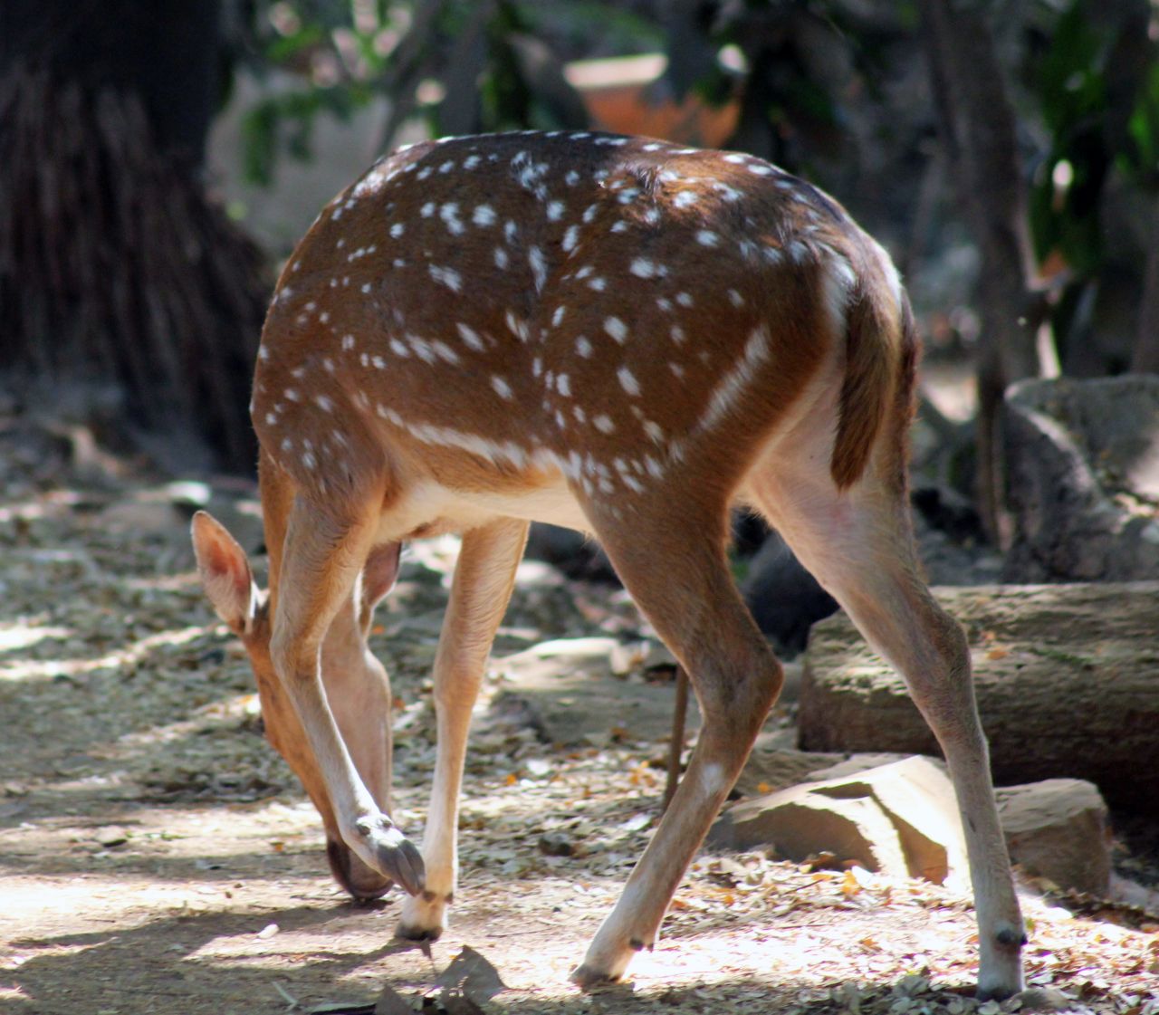 Deer In National Park Stock Free