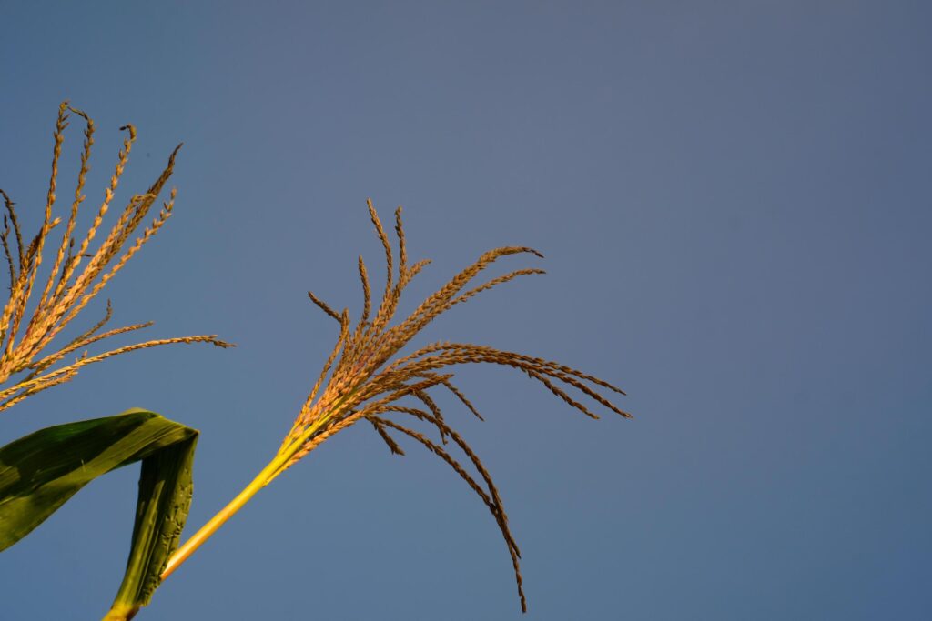 Corn fiber photo with blue sky background. Detailed texture of yellow corn fiber. Plant Closeup. Macrophotography. Shot in Macro Lens Stock Free