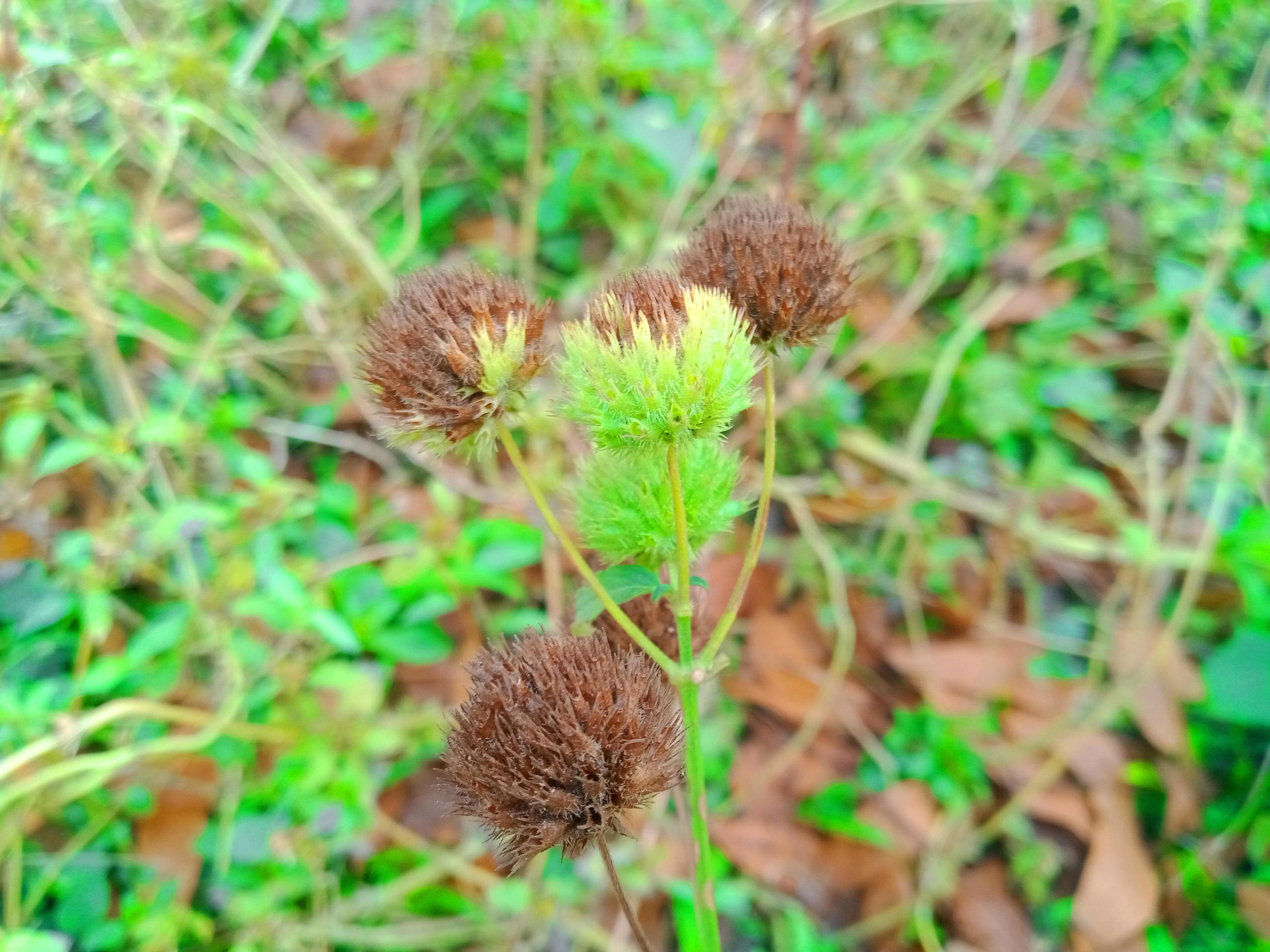 green flower background Stock Free