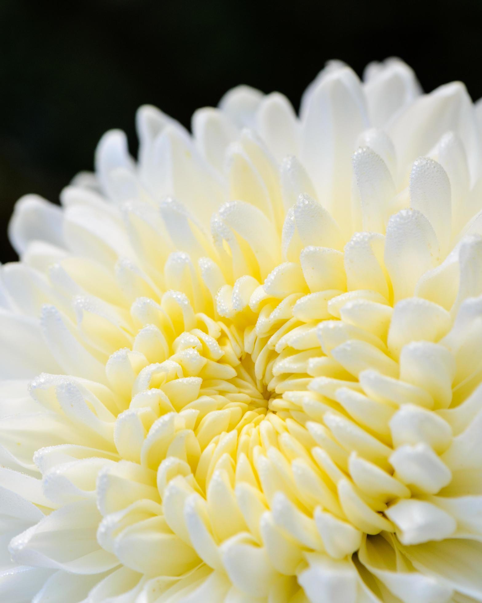 Close up white Chrysanthemum Morifolium flower Stock Free