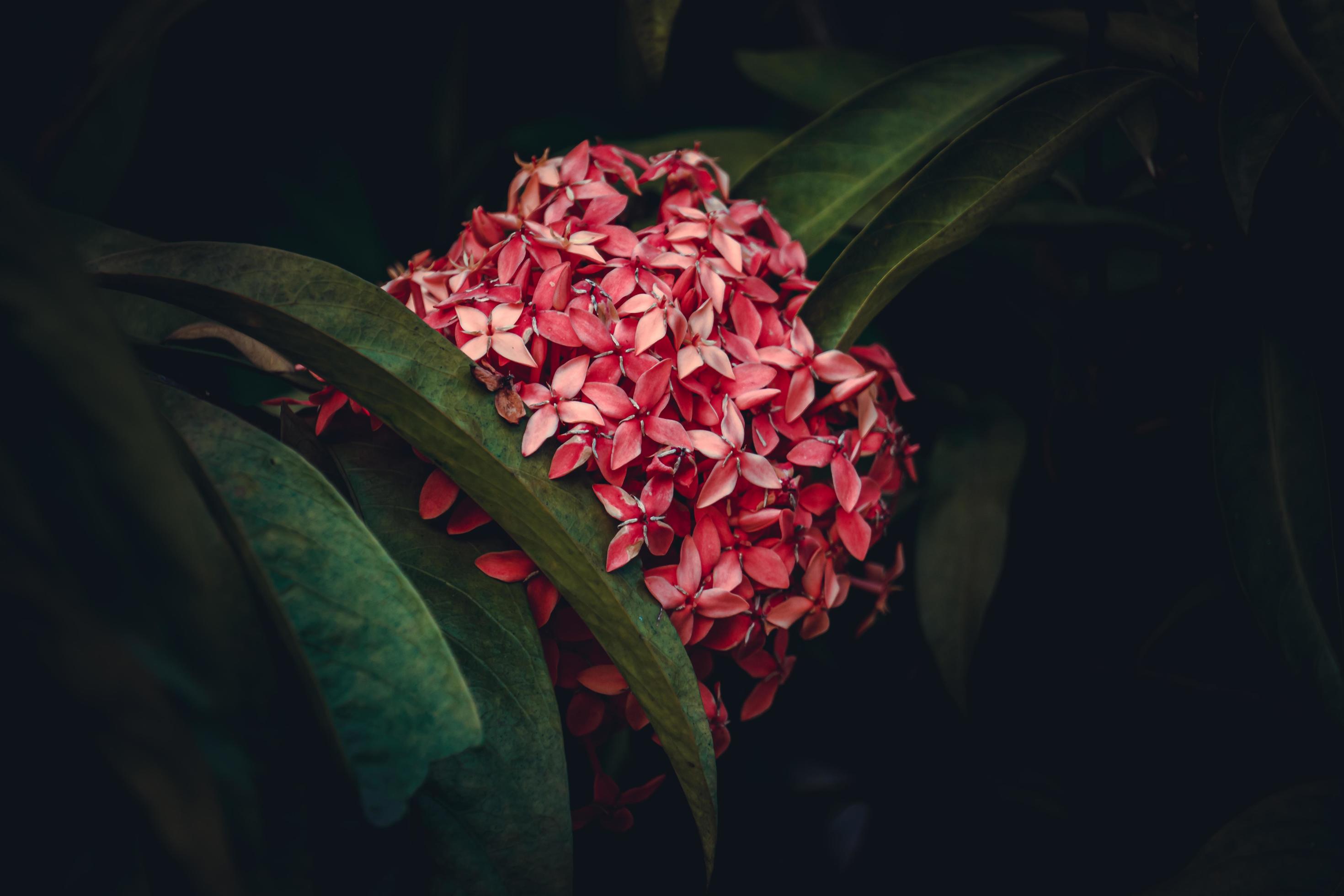 Chinese ixora, Ixora chinensis, West Indian Jasmine flower in the garden Stock Free