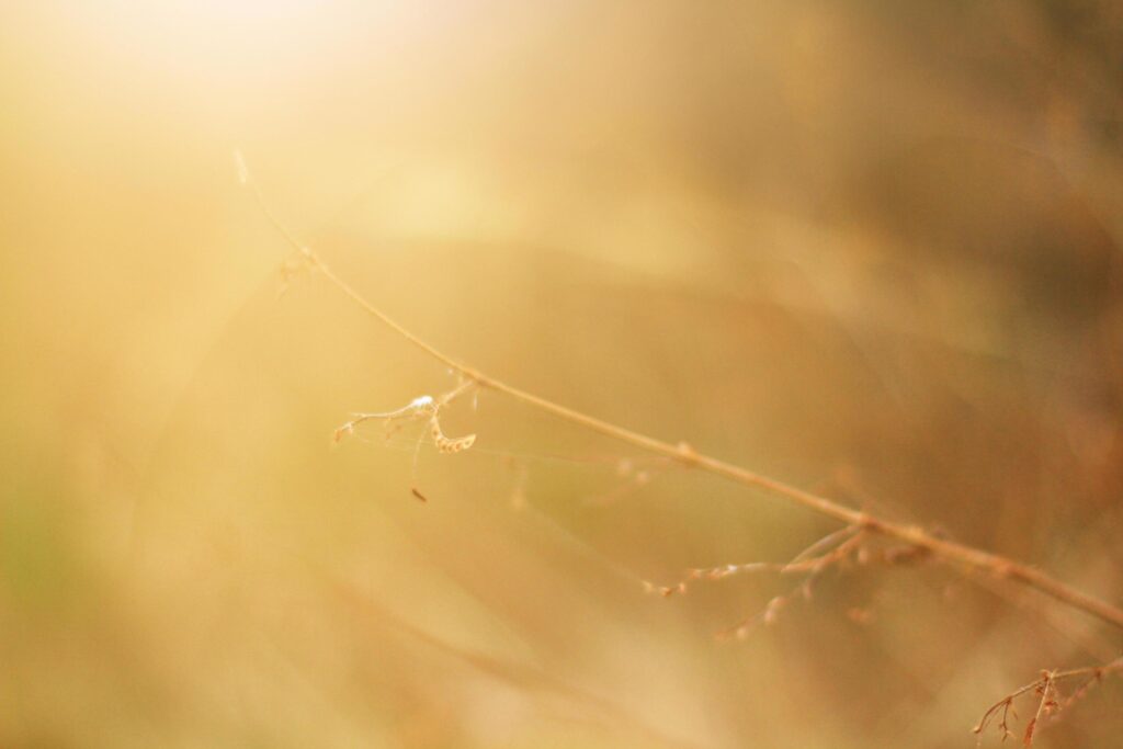 Soft Focus Dry grass in natural sunlight Stock Free