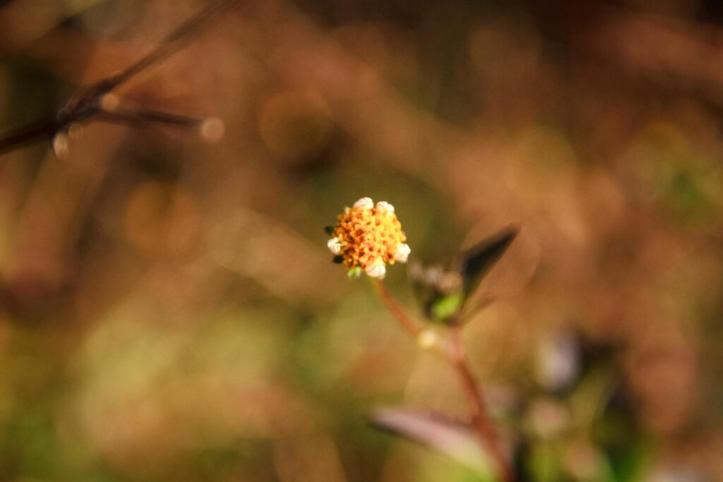 Bidens bipinnata Linn. is Wild flowers on the Chiang Dao mountain, Chiangmai at Thailand Stock Free