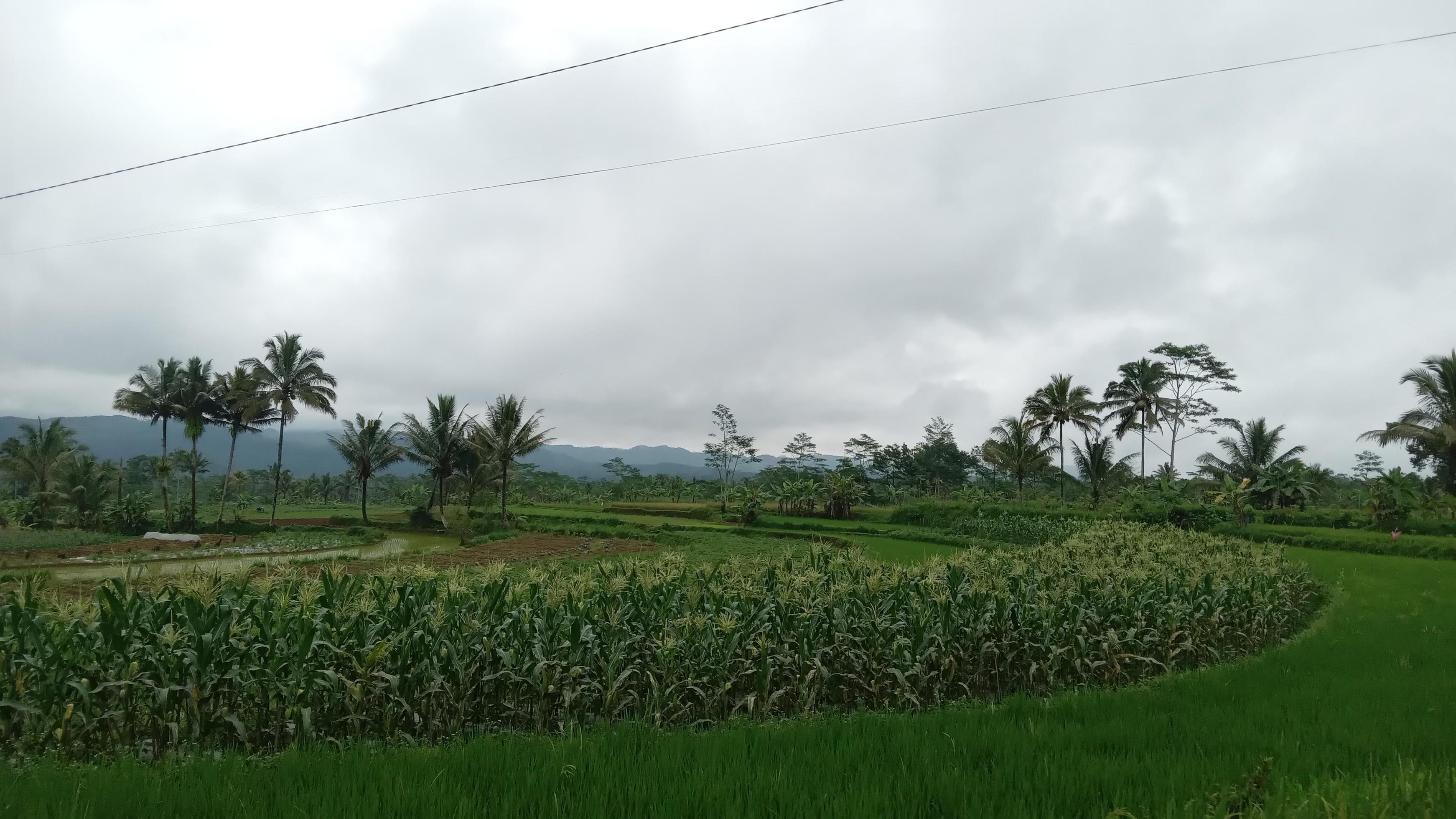 Nature green view rice field and corn Stock Free