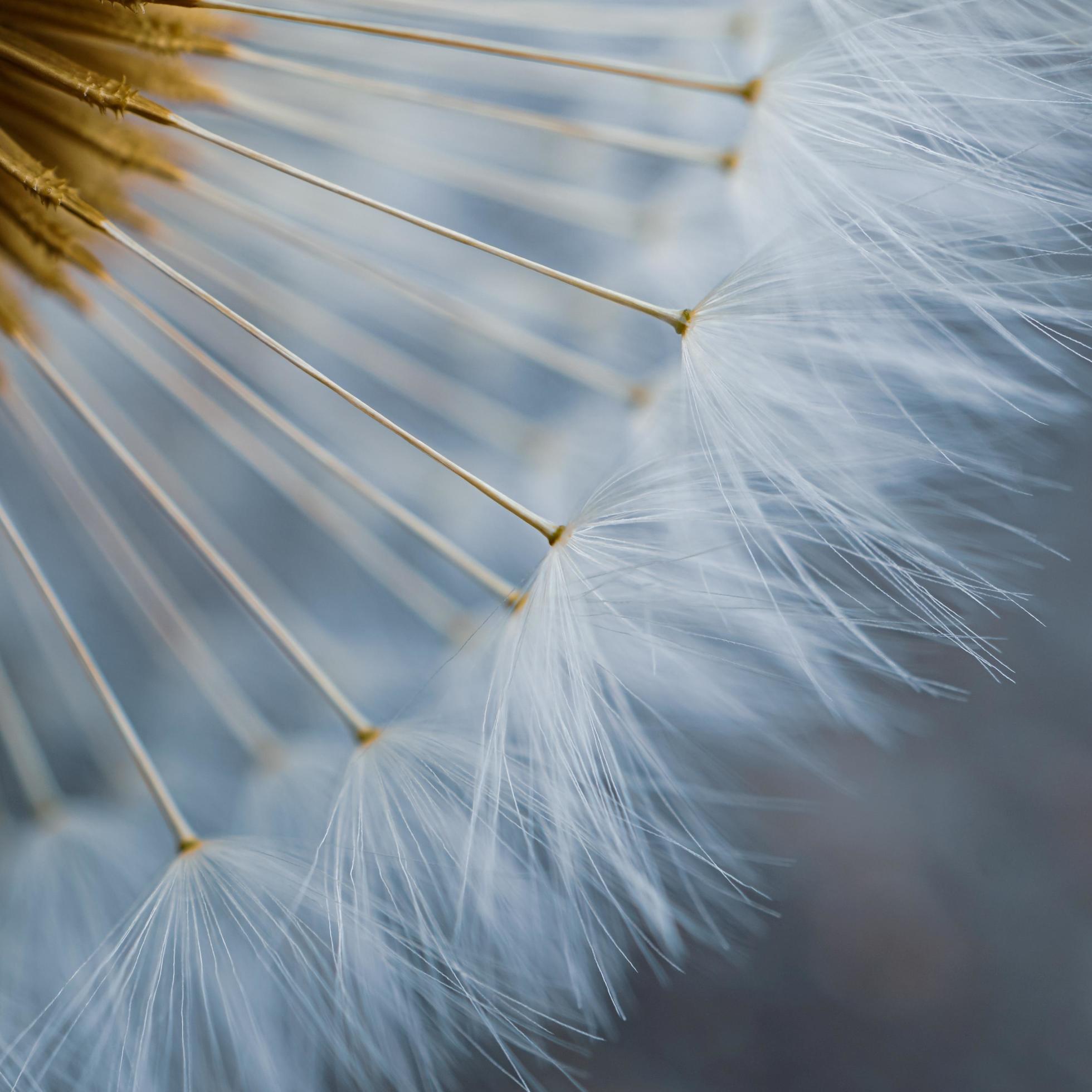 beautiful dandelion flower seed in springtime Stock Free