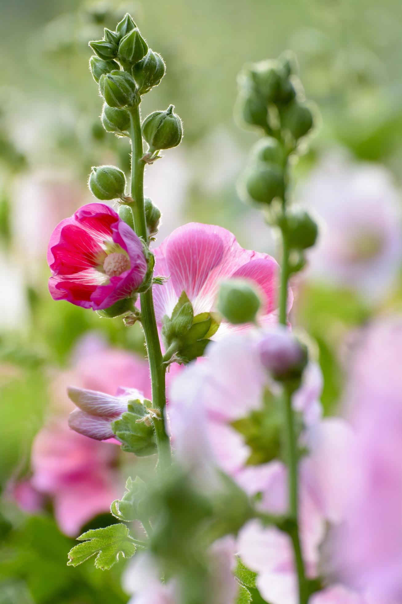 Hollyhock flower in the garden. Stock Free