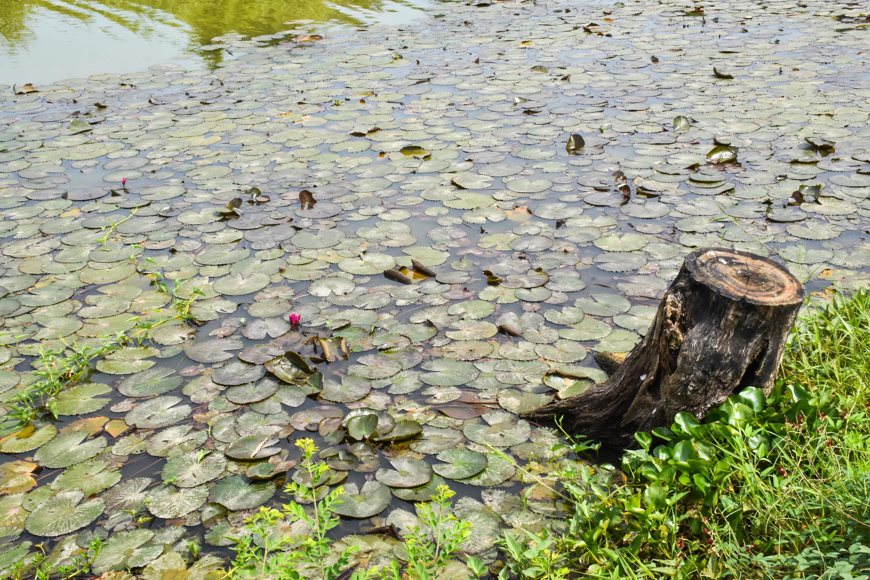 blooming lotus flowers and leaves beauty nature in lake phatthalung Stock Free