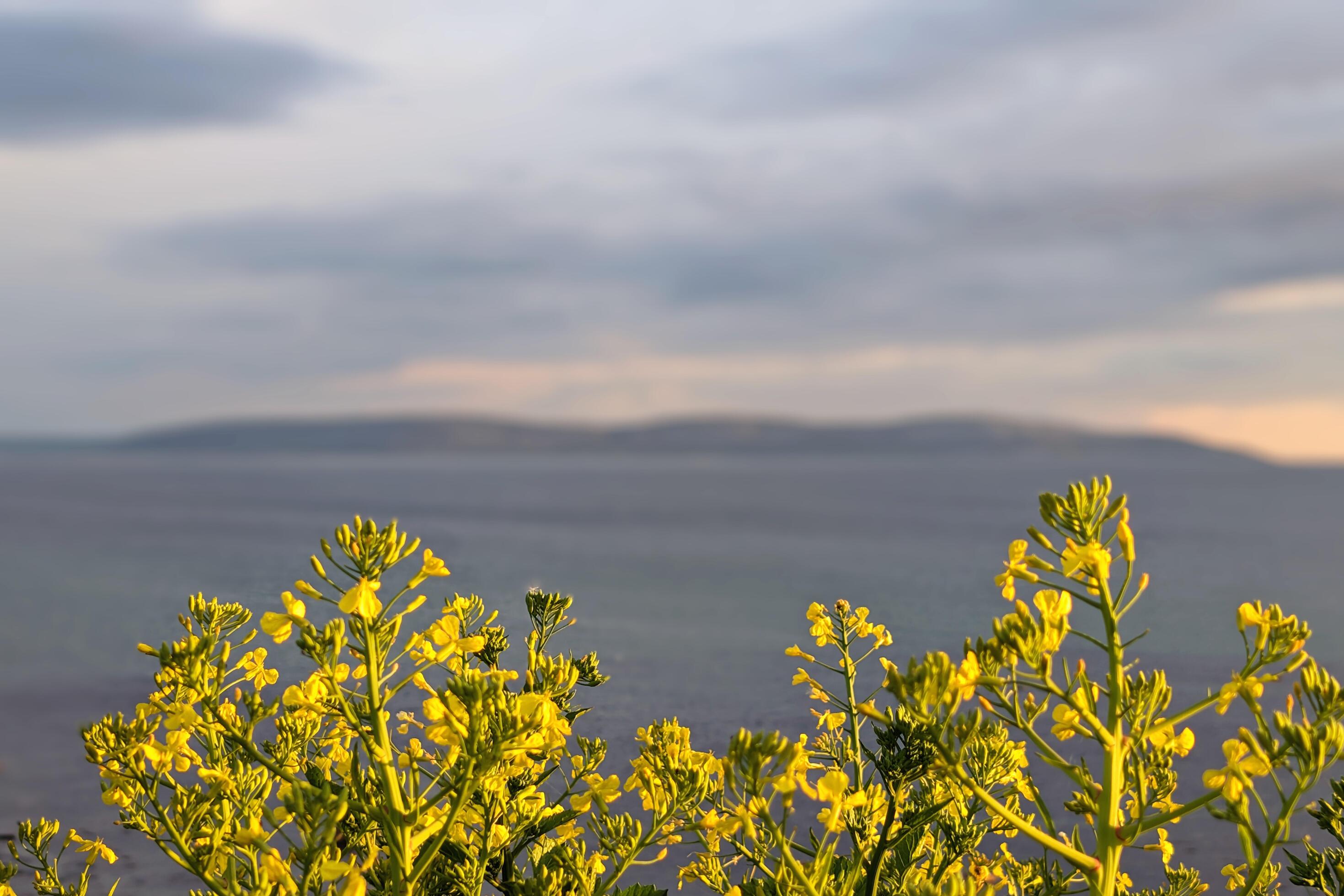 Yellow flowers, ocean and mountains blurred in background, nature template, copy space area, wild flowers Stock Free