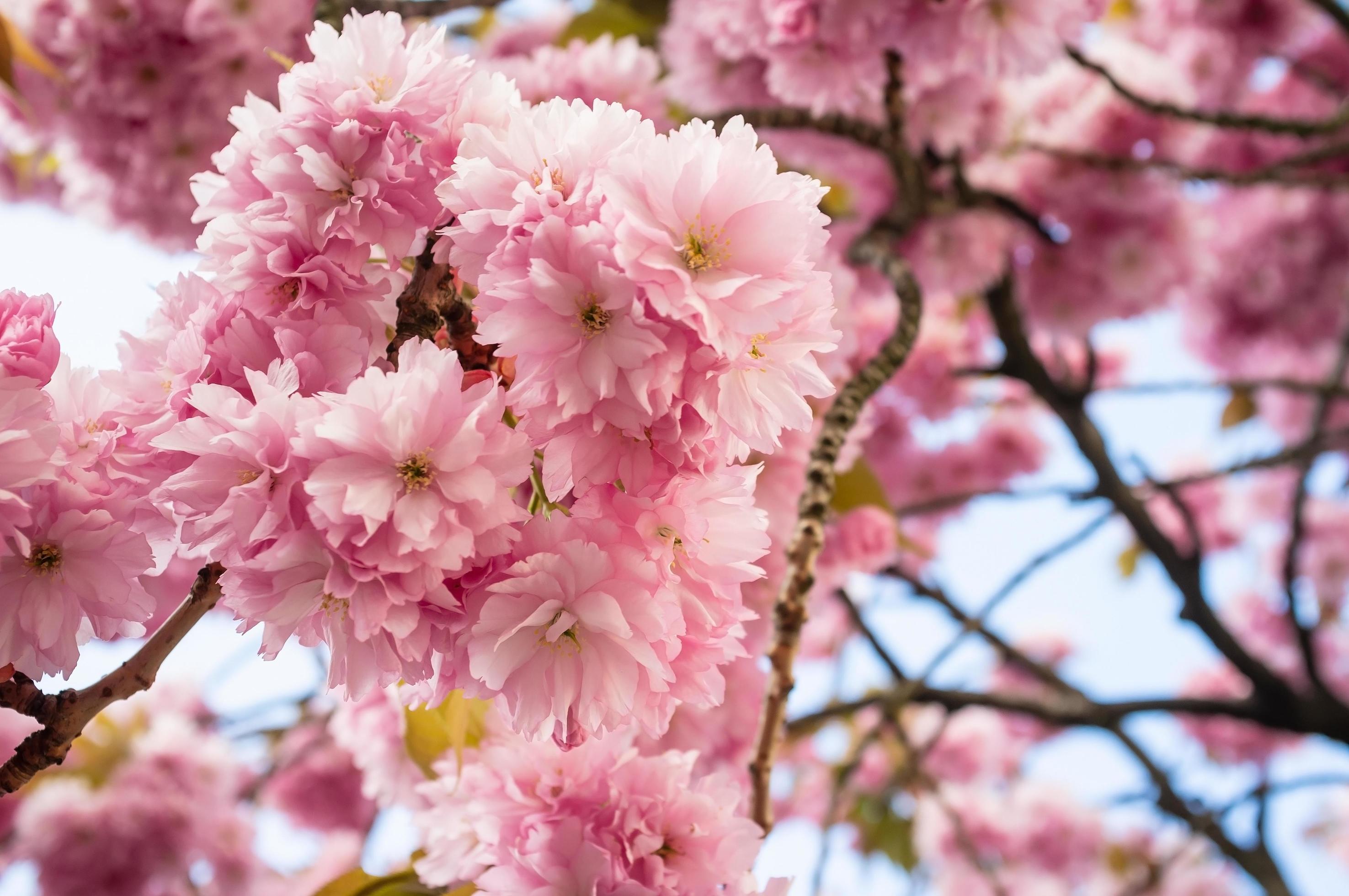 Beautiful pink sakura flowers, against the blue sky. Cherry blossoms. Stock Free