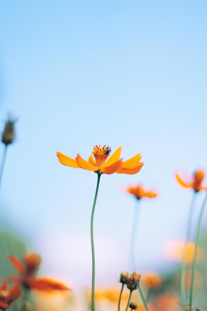 Beautiful yellow cosmos flowers, Yellow flower of Mexican Diasy with bee in sunlight and blu sky at garden Stock Free