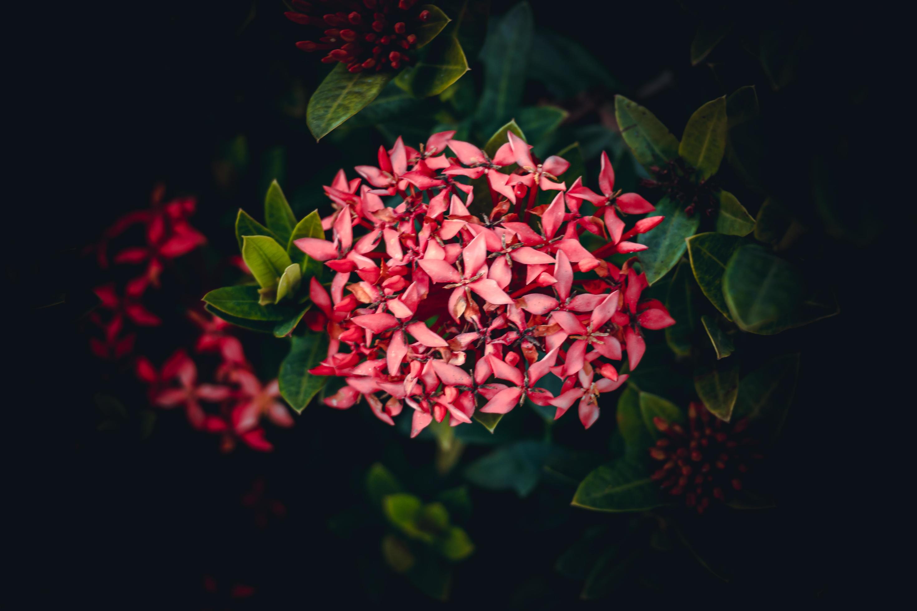 Chinese ixora, Ixora chinensis, West Indian Jasmine flower in the garden Stock Free