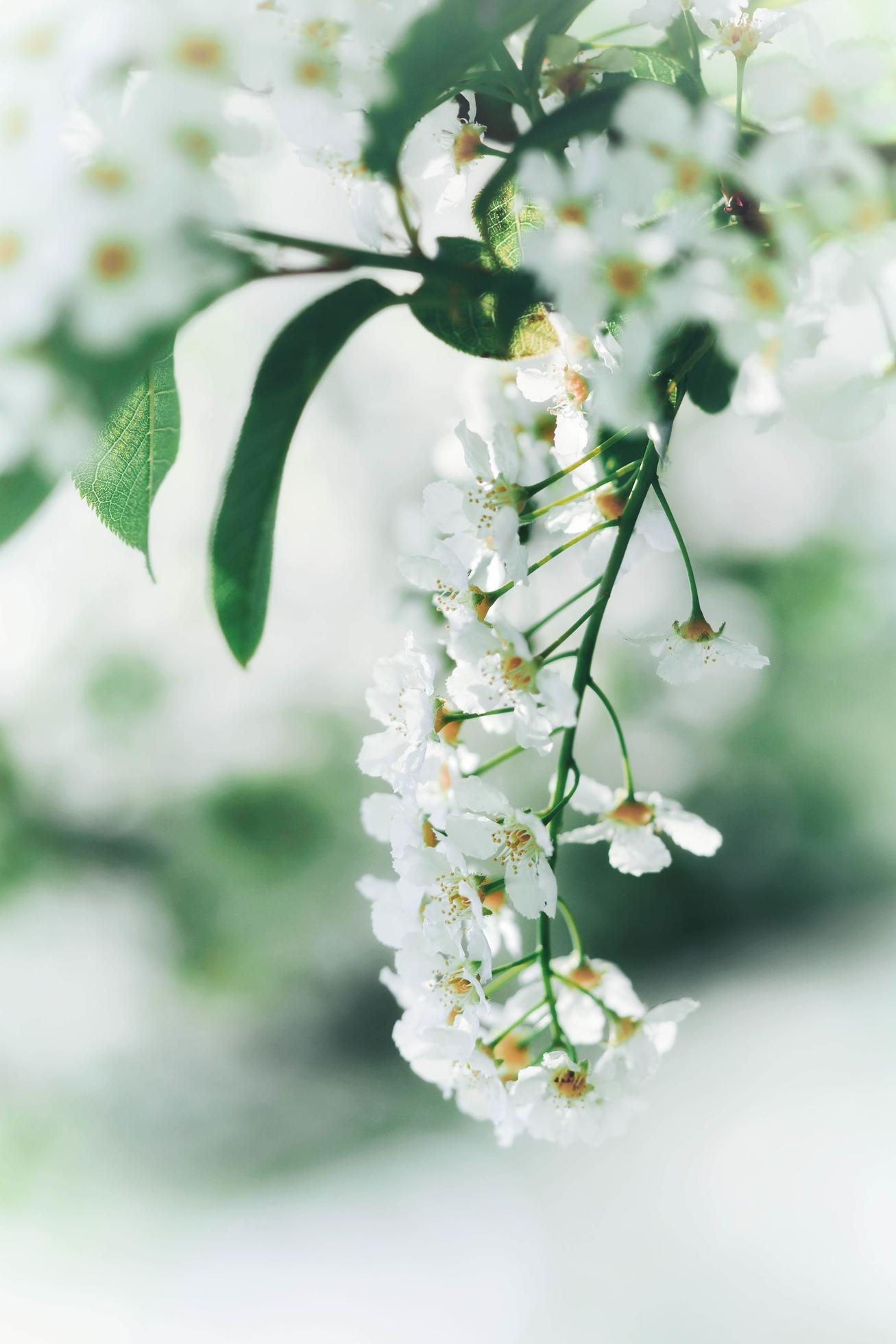 Close-up of white flowers Stock Free