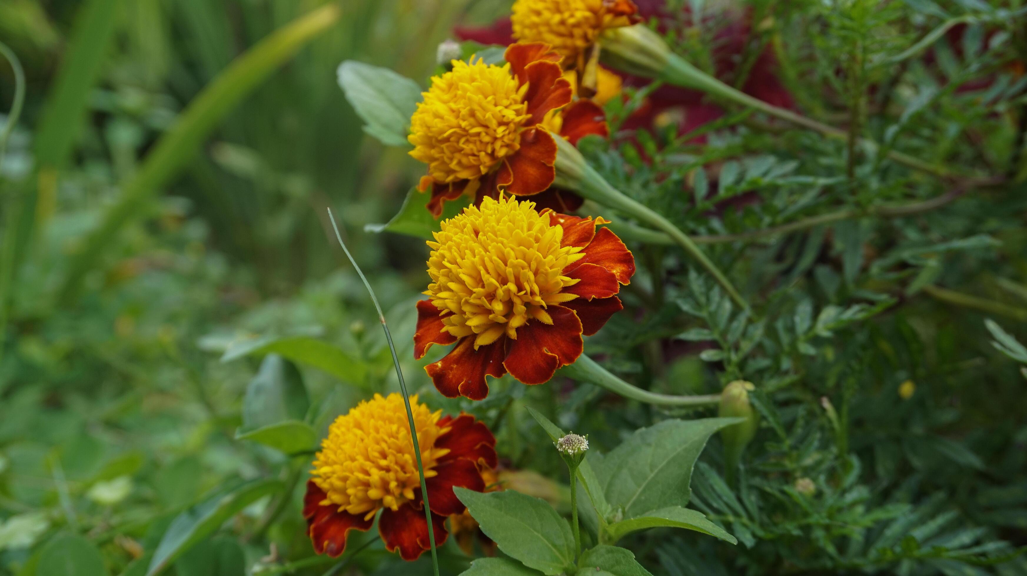 beautiful marigold flowers with nature background Stock Free