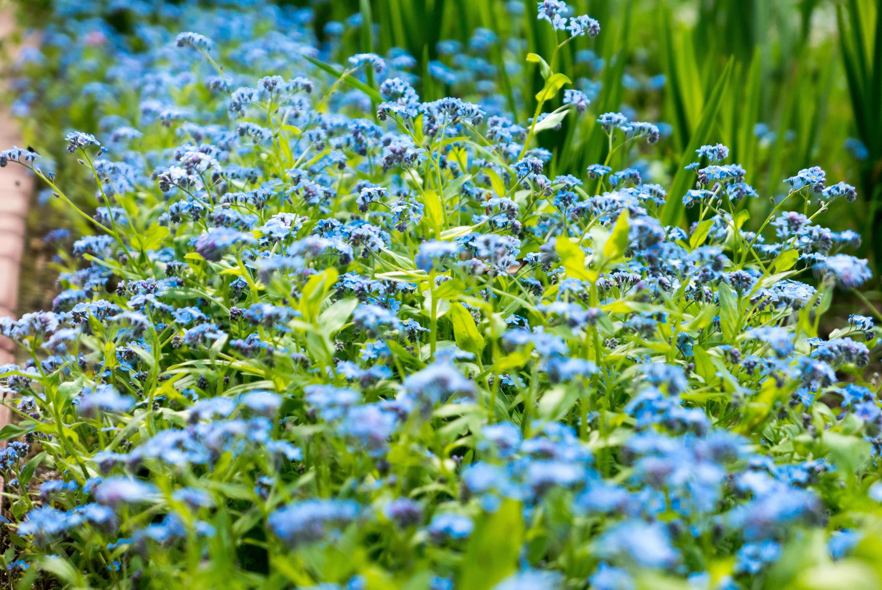 Forget me not flowers close up. Stock Free