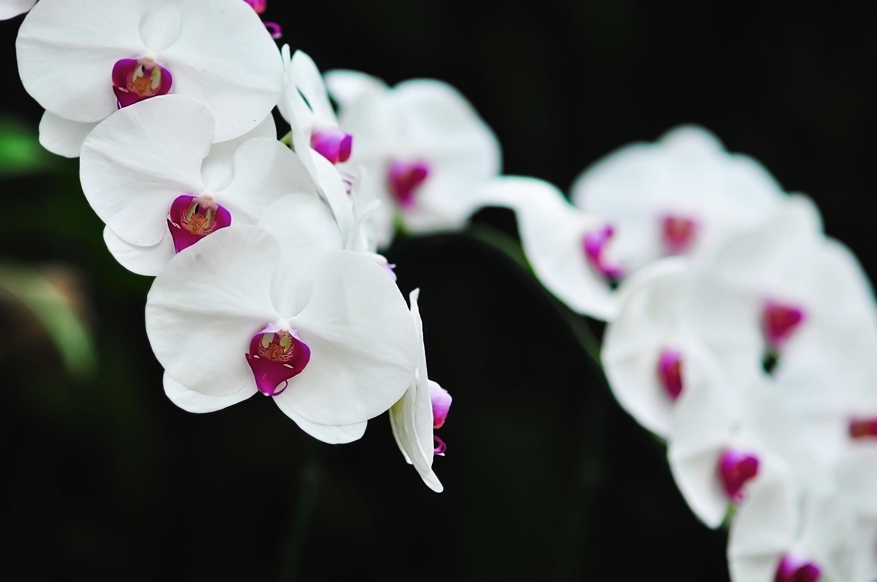 White orchid with green leaf background – beautiful nature flower blossom concept Stock Free