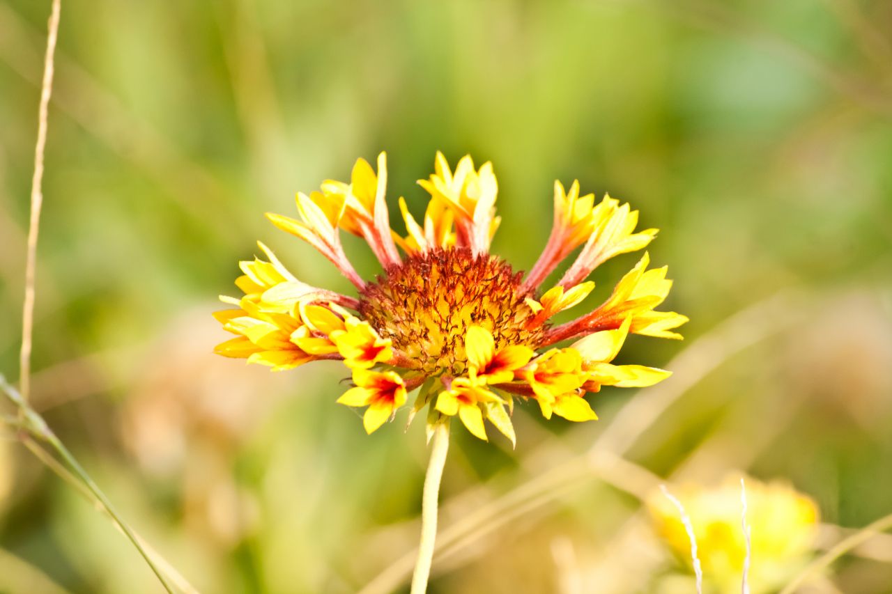 Yellow Flower Stock Free