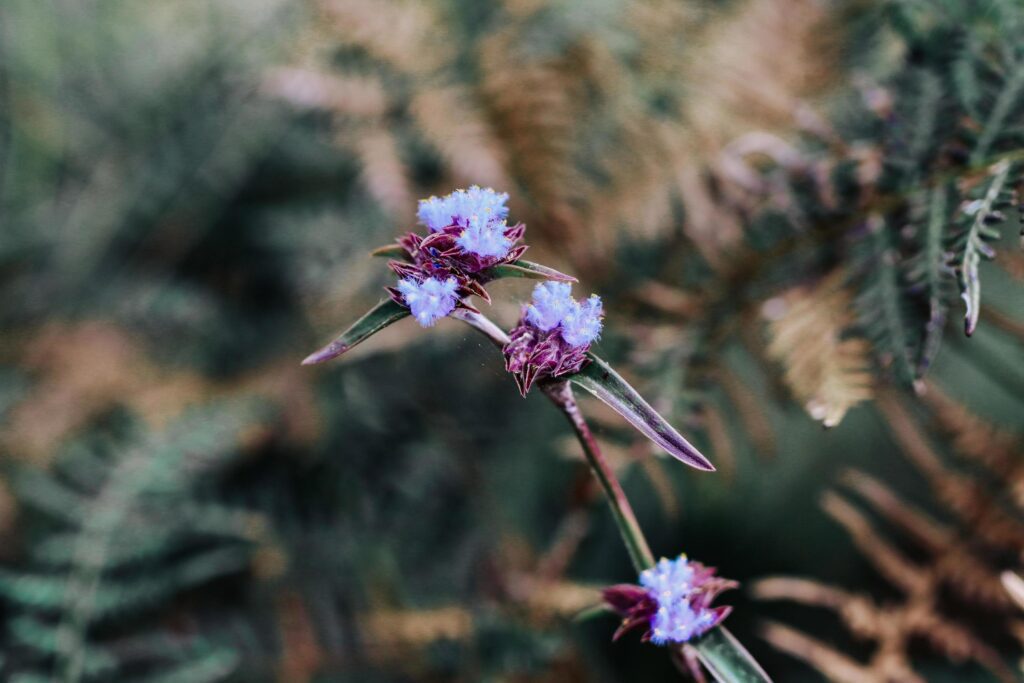 Wild flowers in nature Stock Free