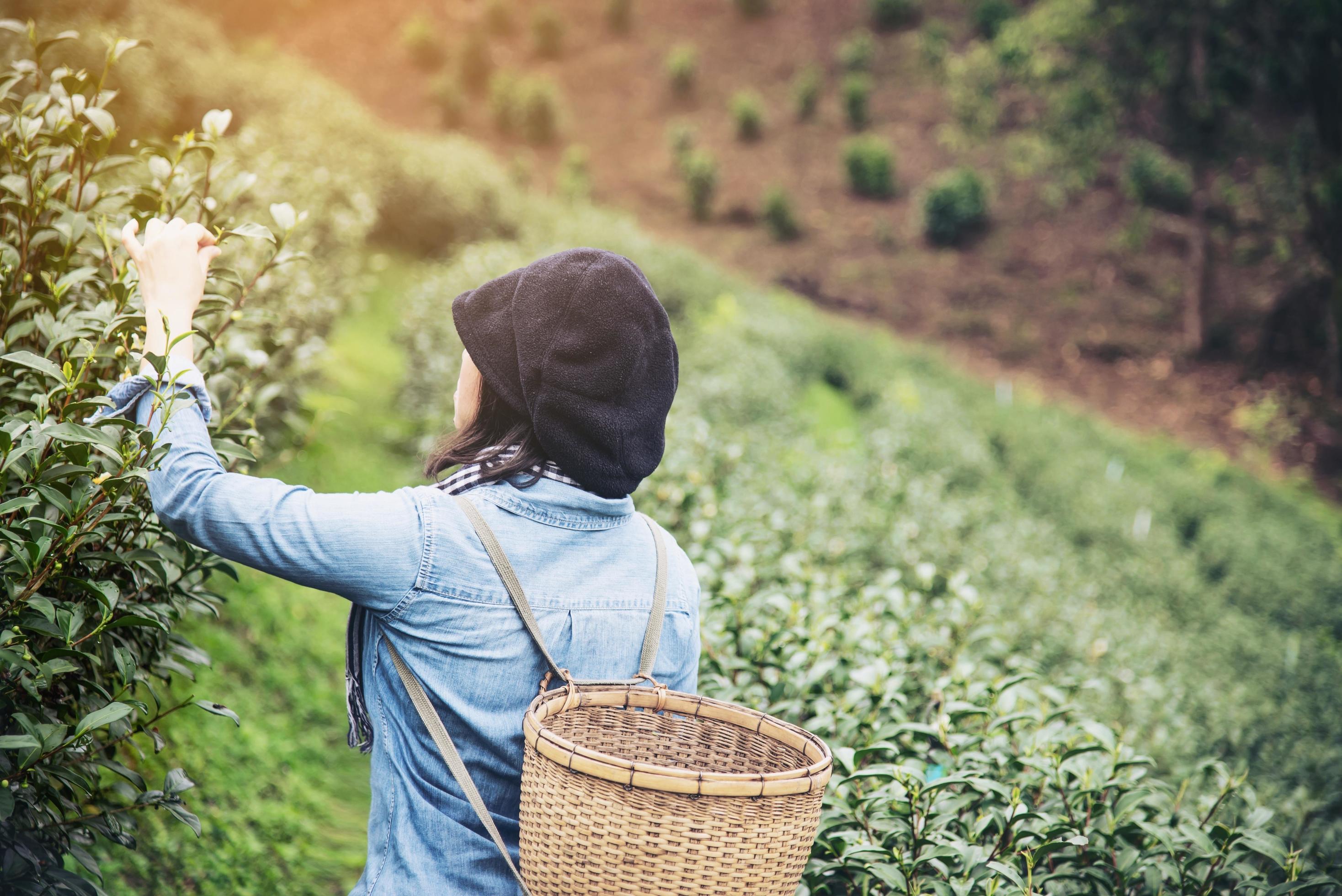 Woman harvest – pick fresh green tea leaves at high land tea field in Chiang Mai Thailand – local people with agriculture in high land nature concept Stock Free