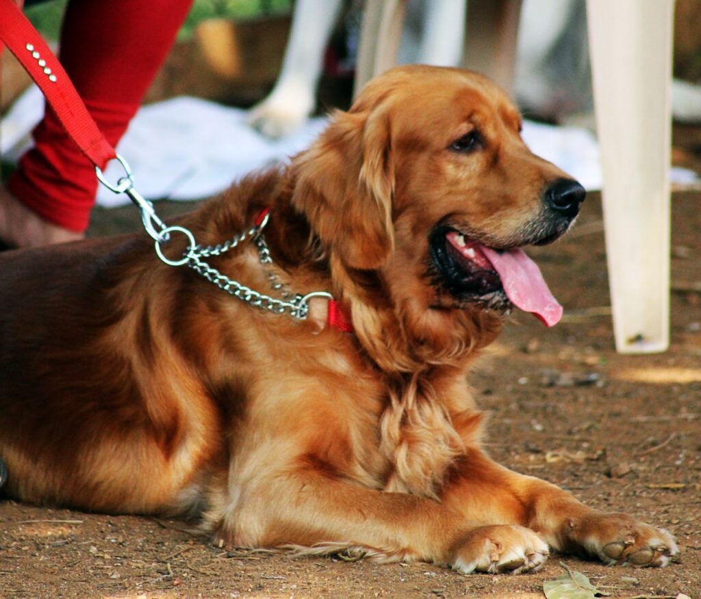 Golden Retriever Sitting Stock Free