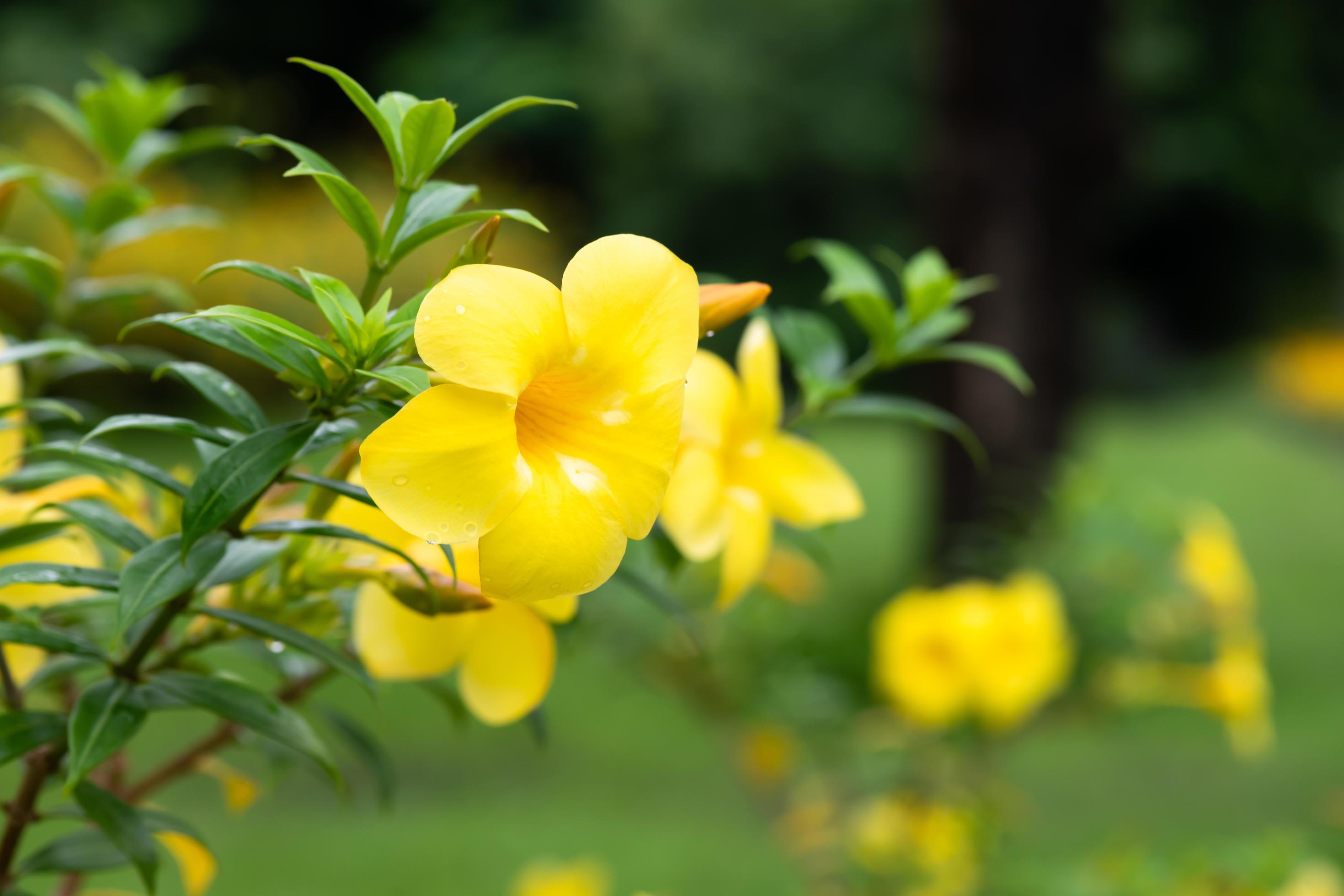 Yellow flowering plant called Allamanda, Allamanda cathartica native to the Americas Stock Free