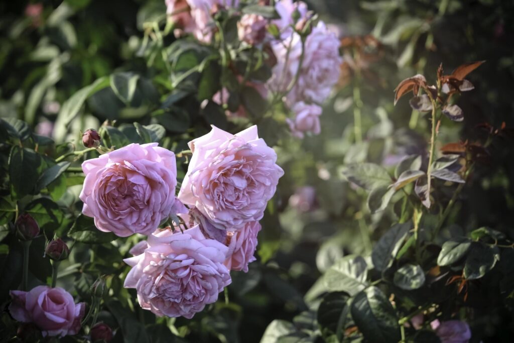 Pink English roses blooming in the summer garden, one of the most fragrant flowers, best smelling, beautiful and romantic flower Stock Free